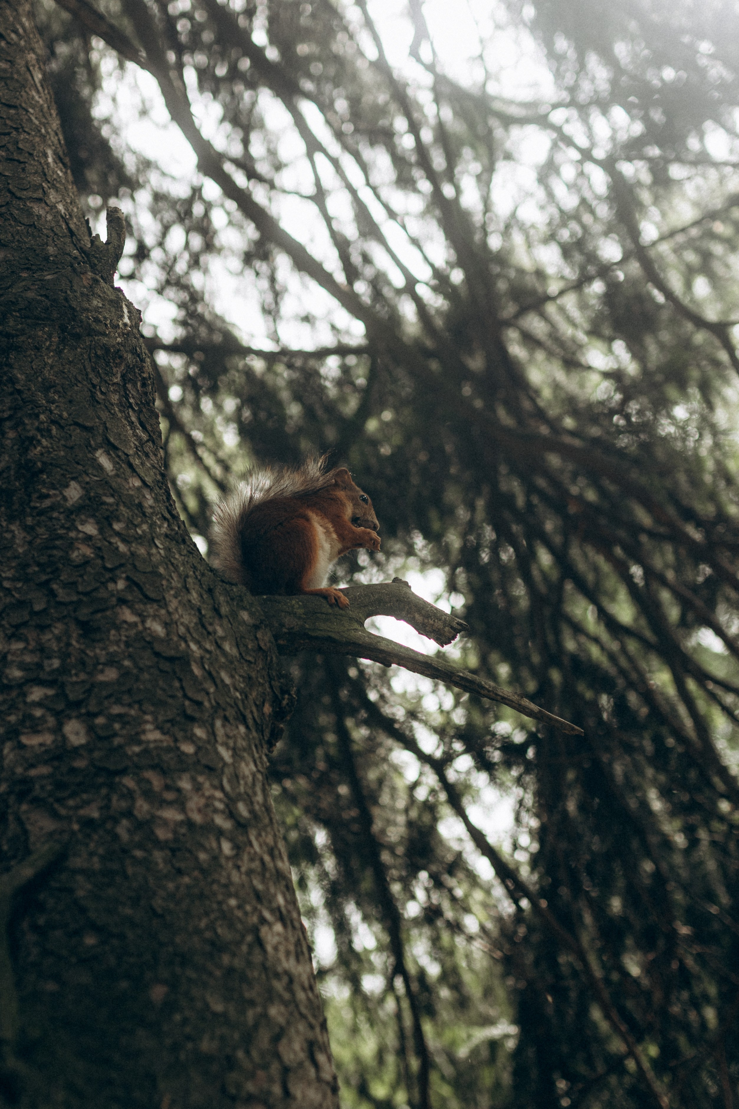 Юлия & Андрей. Фотограф НОГИНСК, Москва, Анастасия Белая