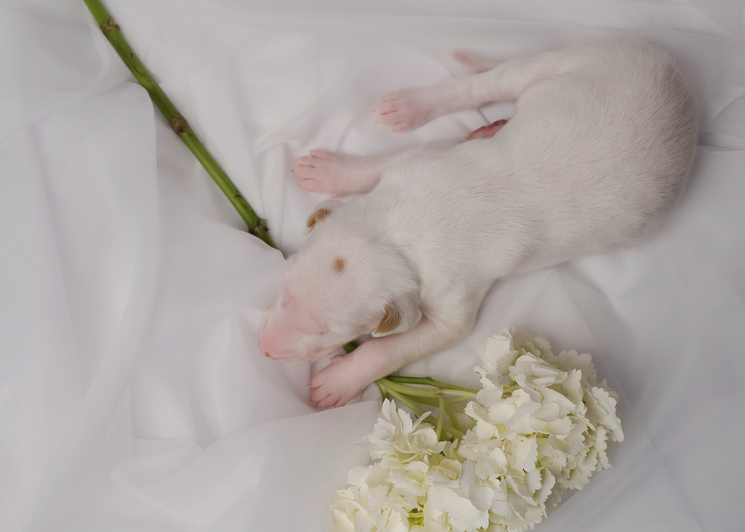 Поденки ибиценки. Фотограф- анималист Александра Матвеева