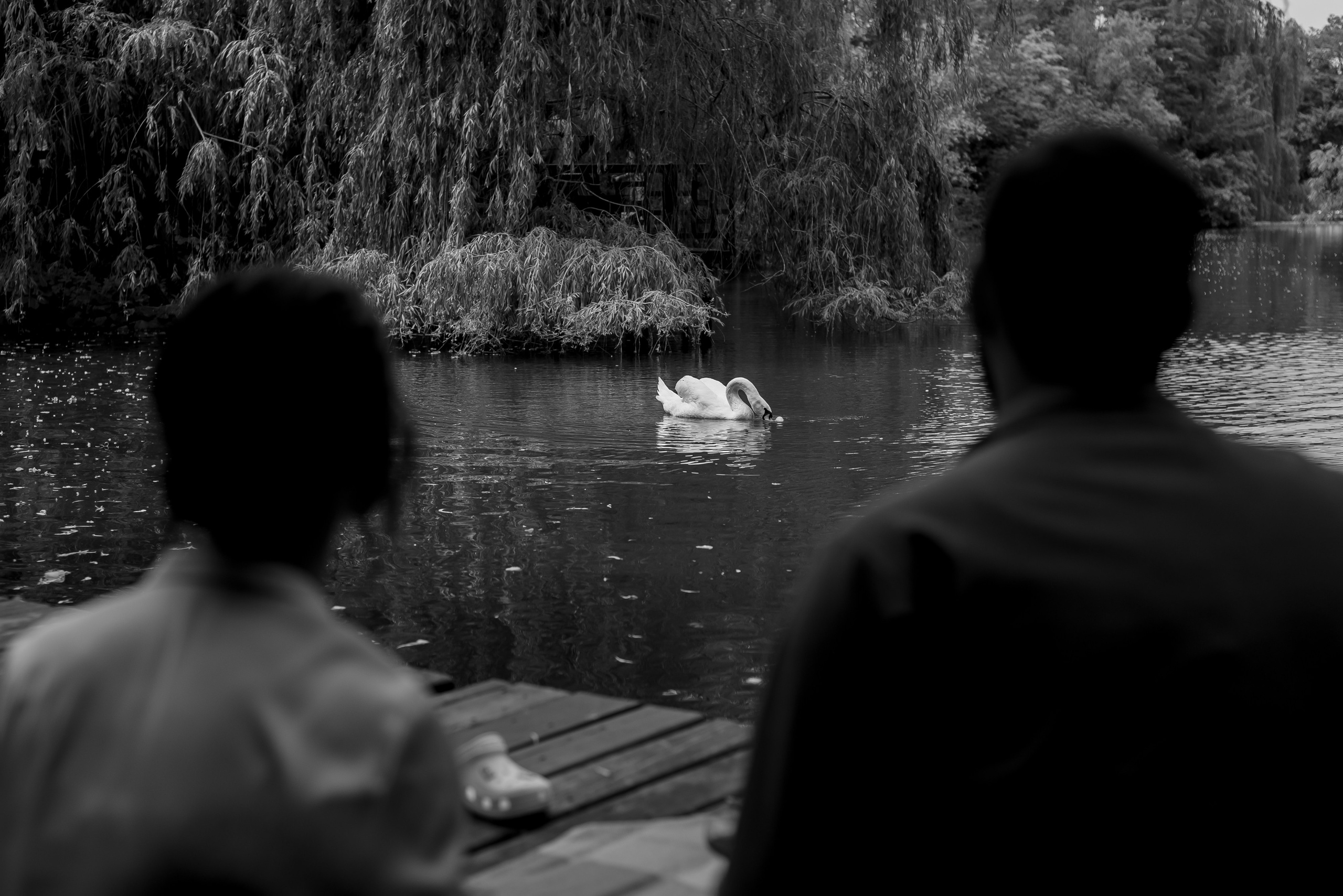 Лето, кроксы и котики. Backpackweddings фотограф и видеограф Ростов-на-Дону Сочи