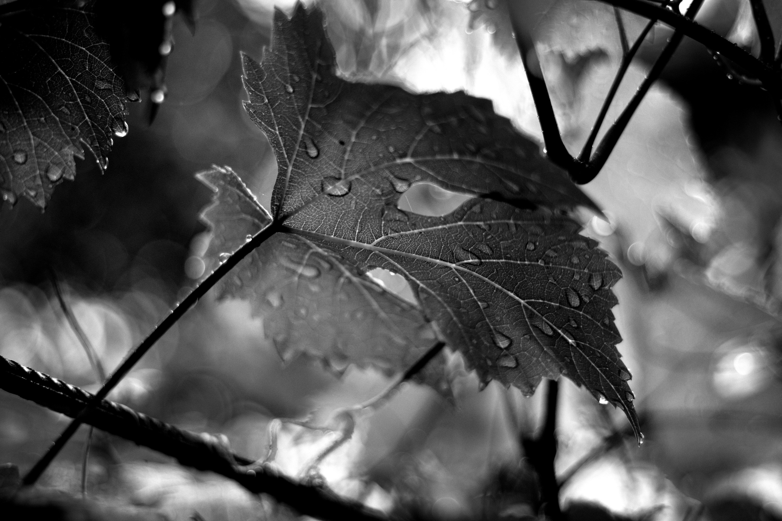 八月的花园 – 充满温暖与色彩的夏日自然摄影