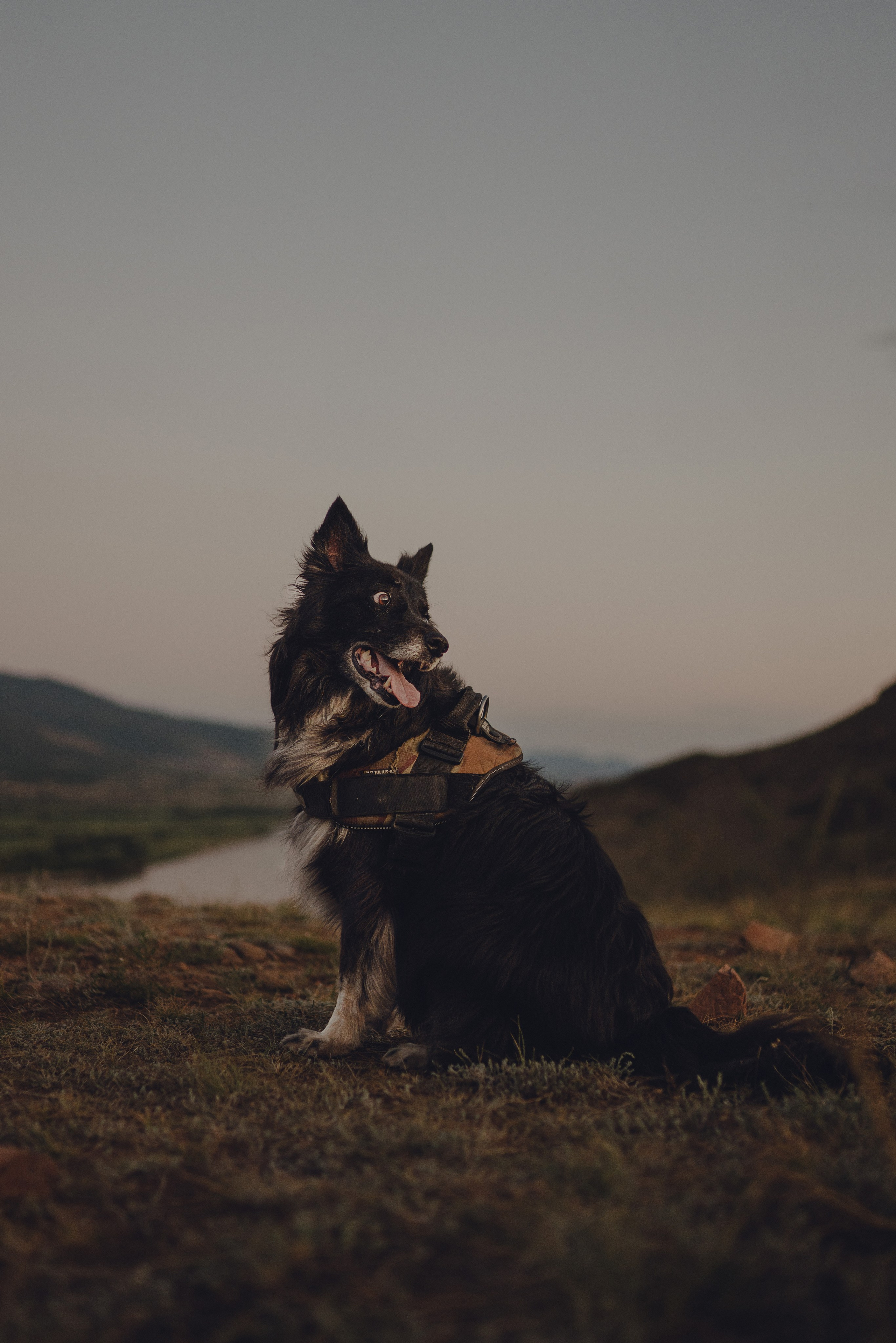 Настя и Умка. Фотограф анималист в Спб недорого Олеся Майорова
