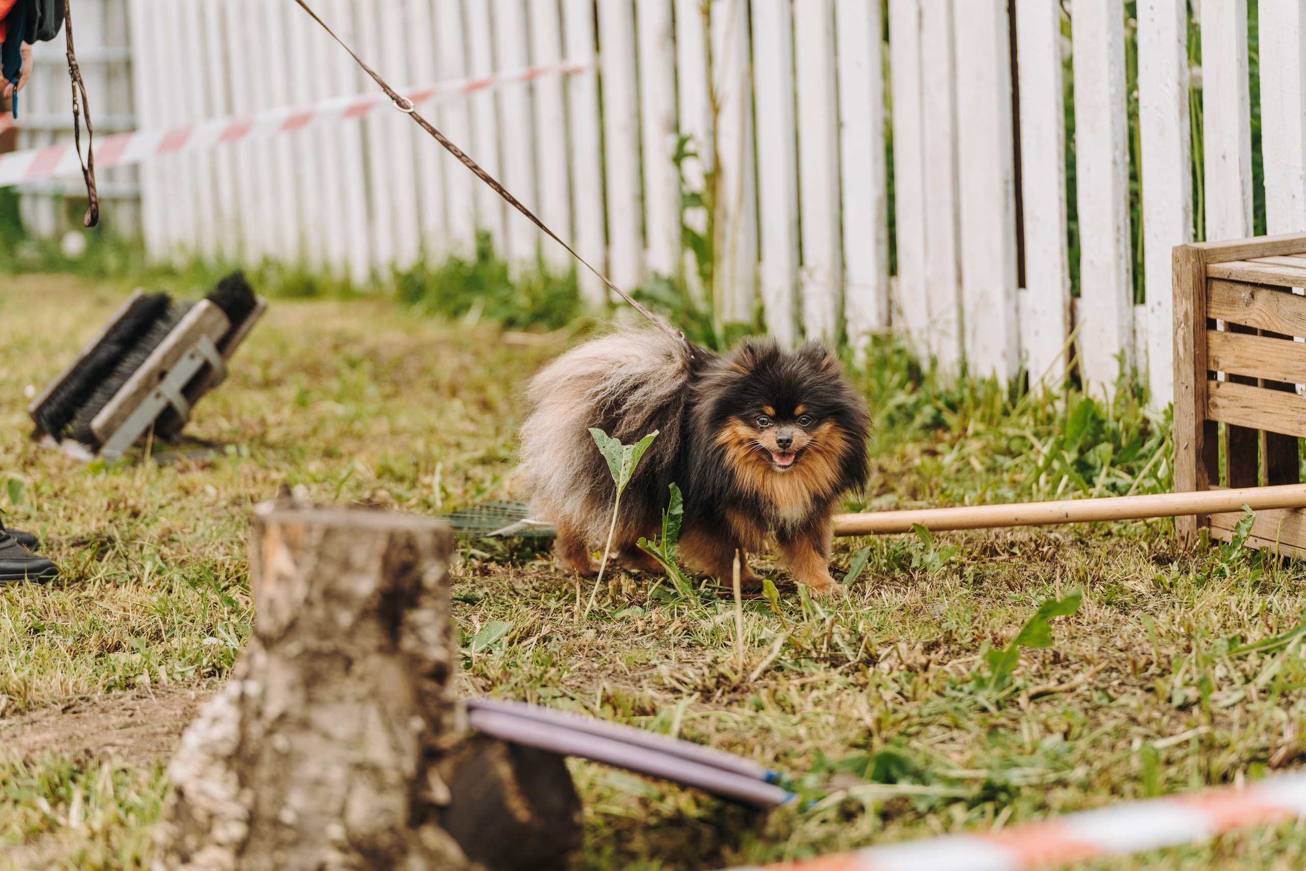 Соревнования по ноузворку. Фотограф анималист в Спб недорого Олеся Майорова