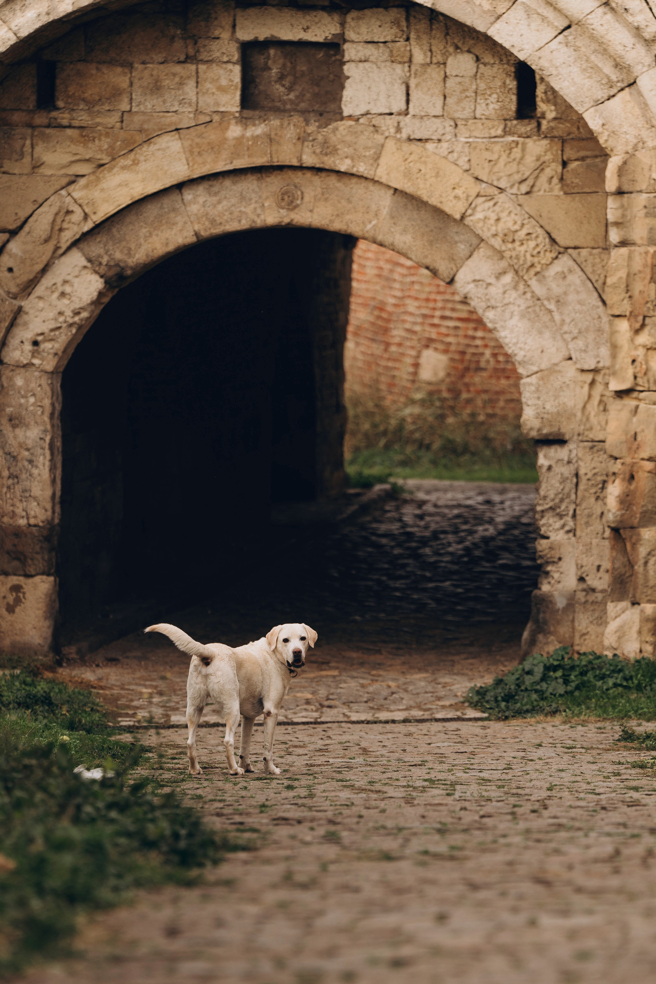 Вати, Лена и Леван. Фотограф анималист в Спб недорого Олеся Майорова