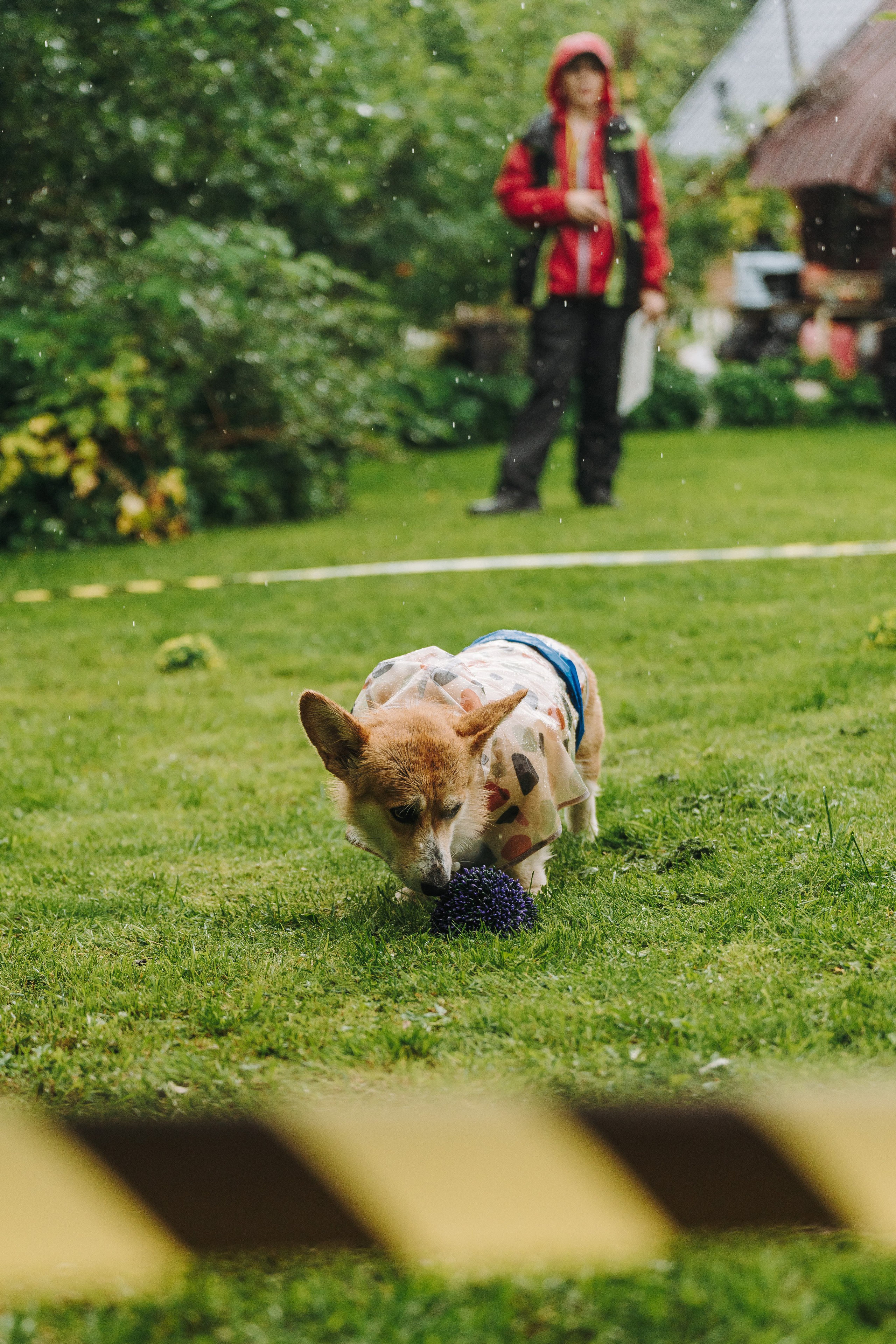 Соревнования по ноузворку в Новожилово. Фотограф анималист в Спб недорого Олеся Майорова