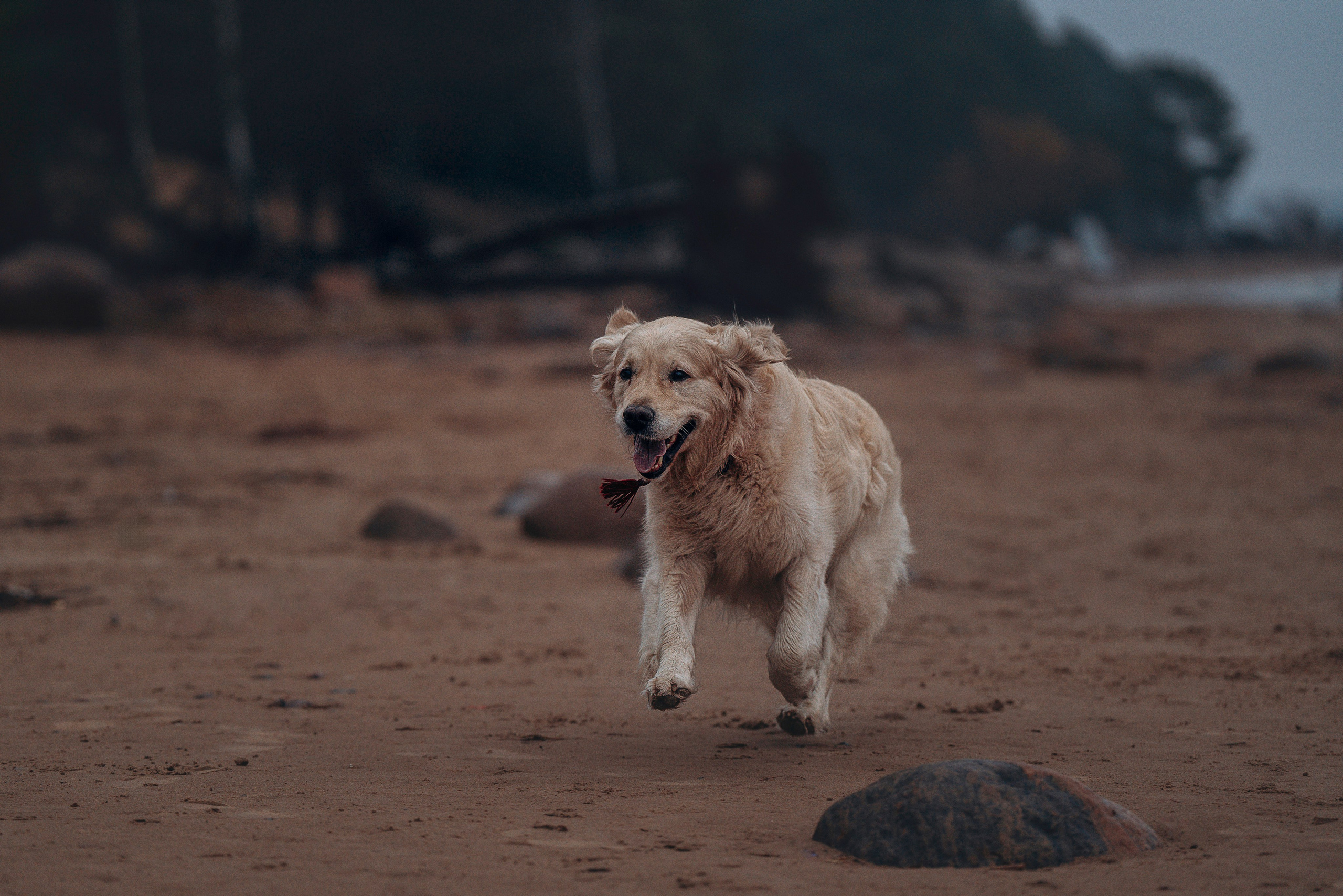Асти, Крис и Александра. Фотограф анималист в Спб недорого Олеся Майорова