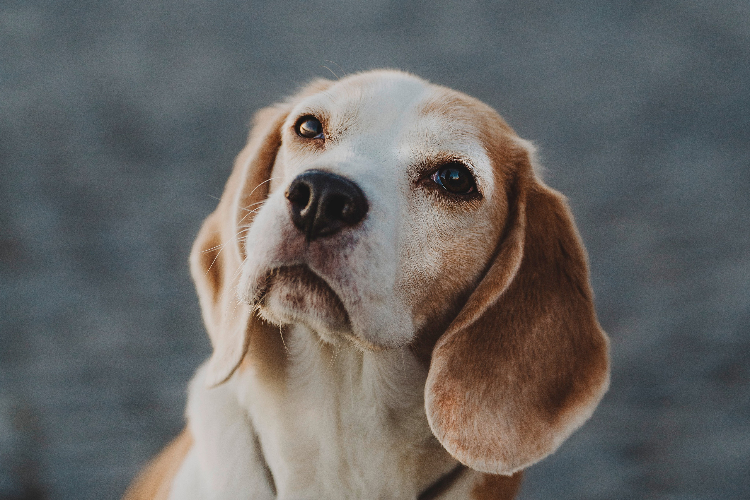 Ксения и Гаечка. Фотограф анималист в Спб недорого Олеся Майорова