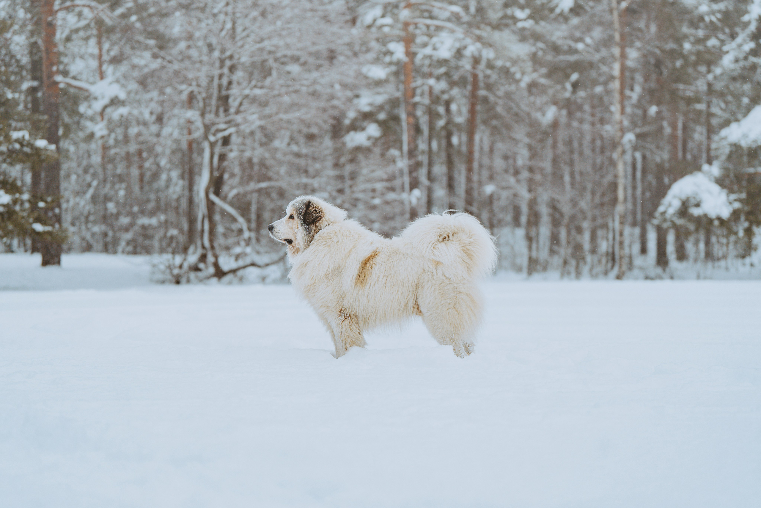 Фотограф питомцев в Санкт-Петербурге. Фотограф анималист в Спб недорого Олеся Майорова