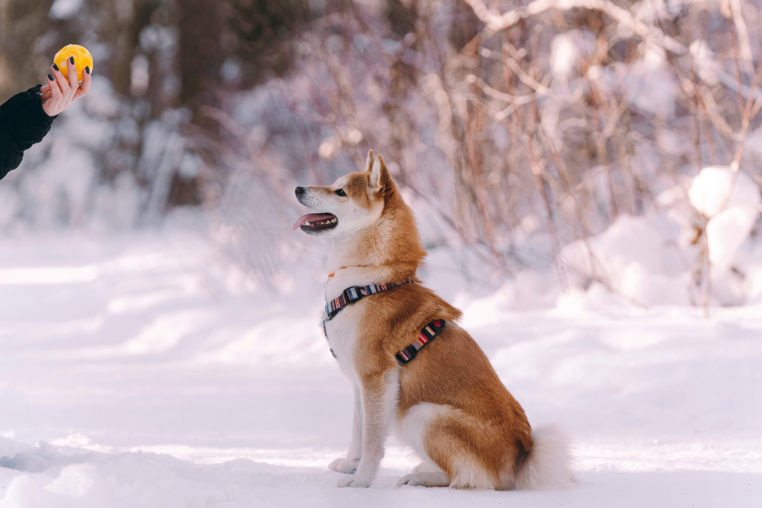 Каори, Анна и Антон. Фотограф анималист в Спб недорого Олеся Майорова