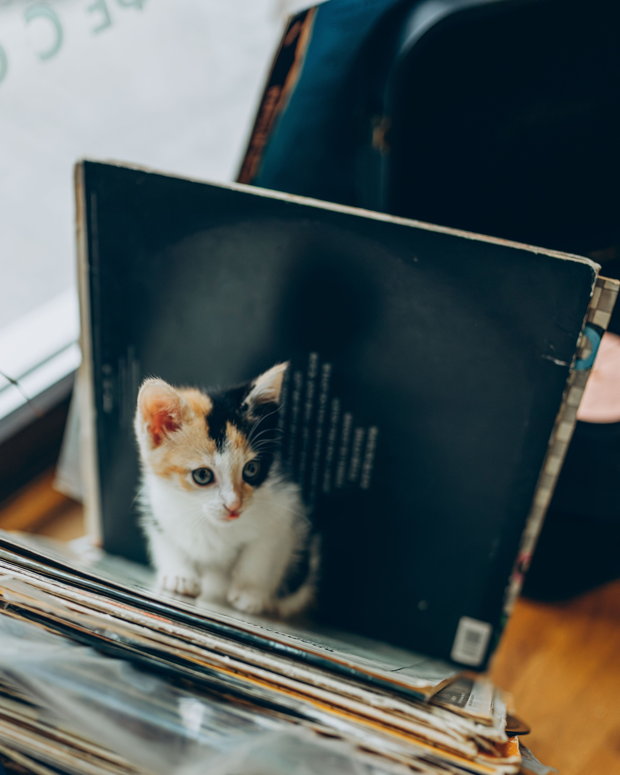 Соник. Фотограф анималист в Спб недорого Олеся Майорова