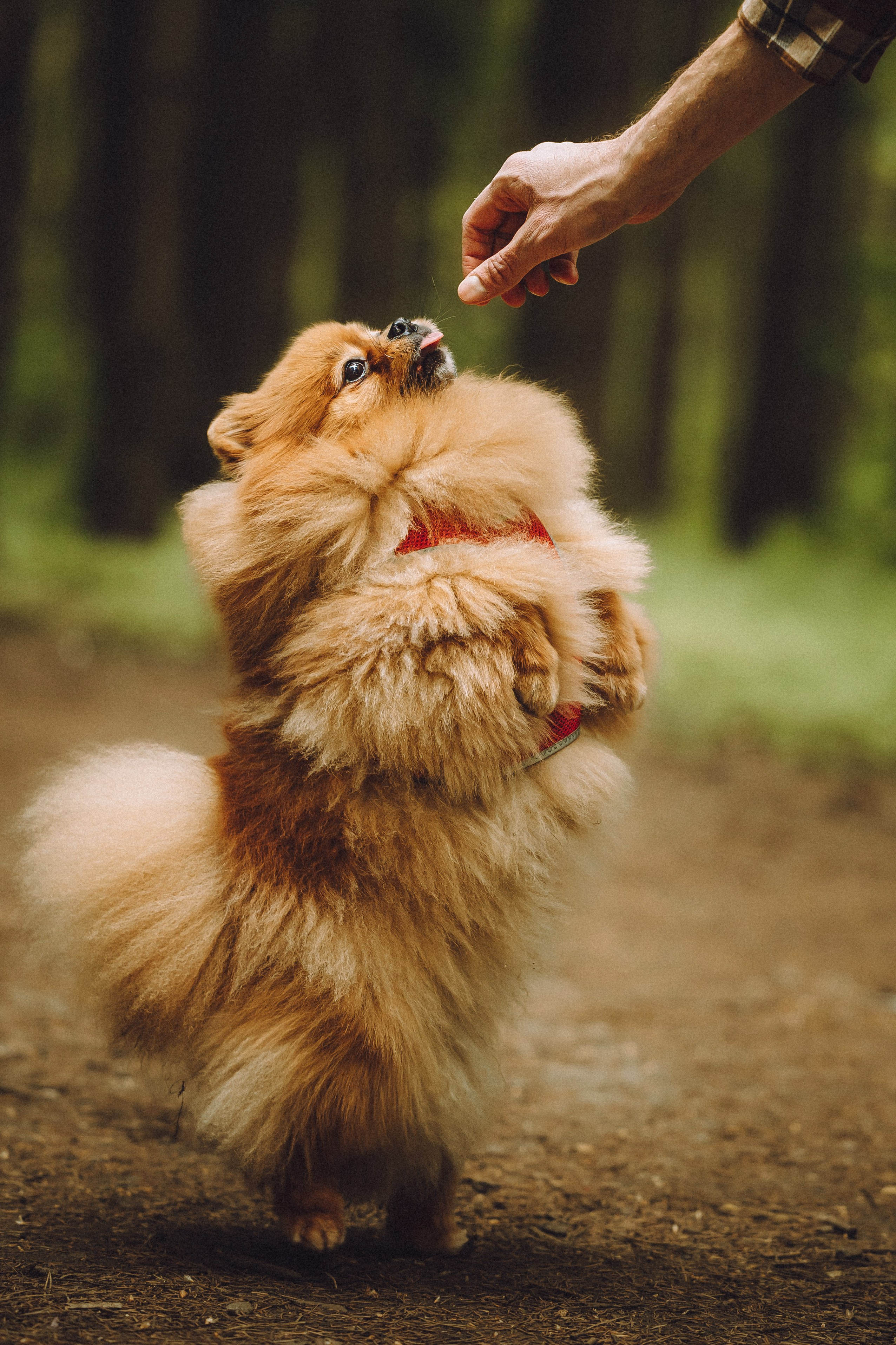 Лорик и его семья