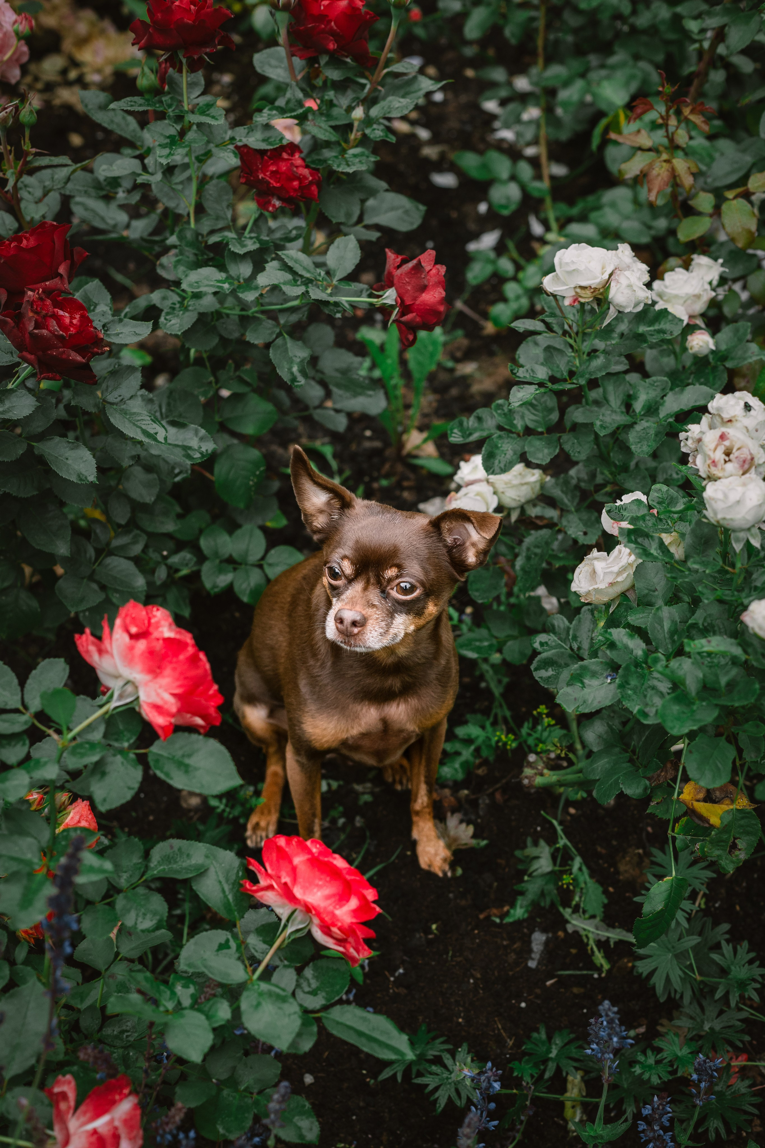 Юля и Леонид. Фотограф-анималист Татьяна Степанова