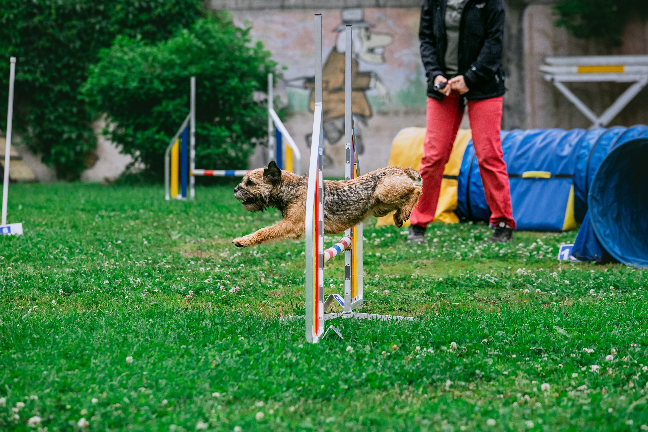 Соревнования по аджилити Долгопрудный 30.06.2025. Фотограф-анималист Татьяна Степанова