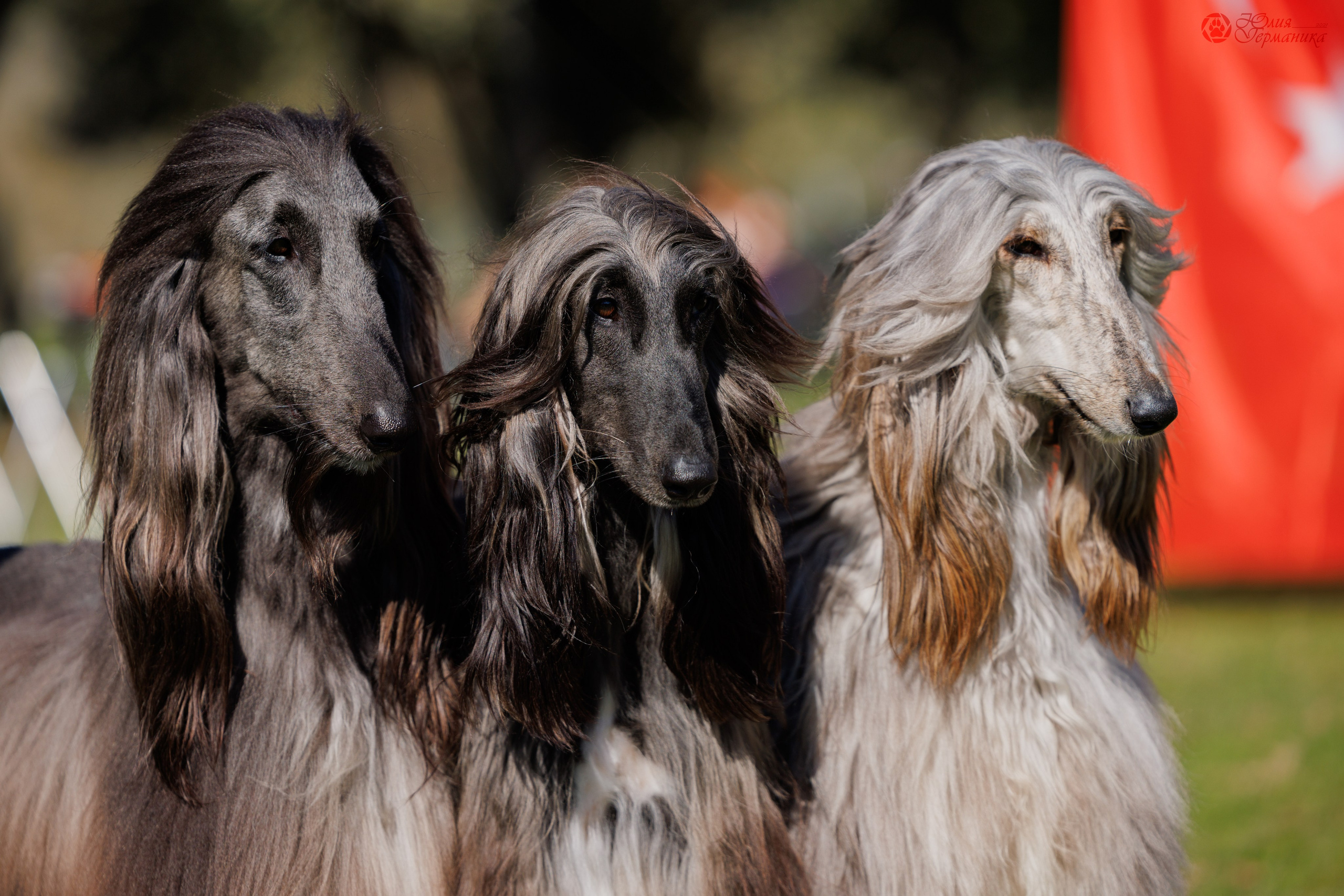 Туция,Стамбул 2хCACIB 26-27.10.24