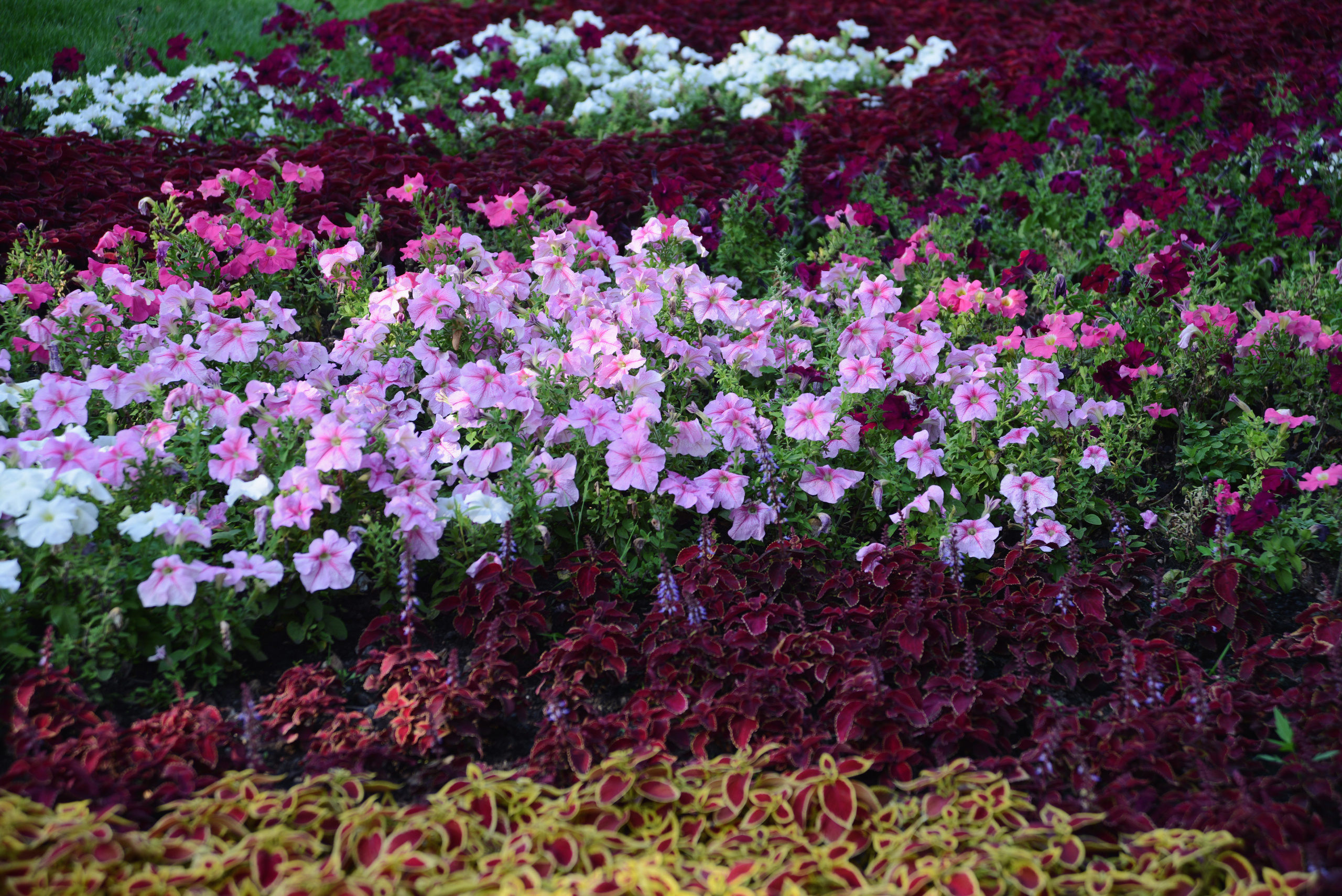 Цветы на клумбе в парке летним днем. Фотография, природный фон.