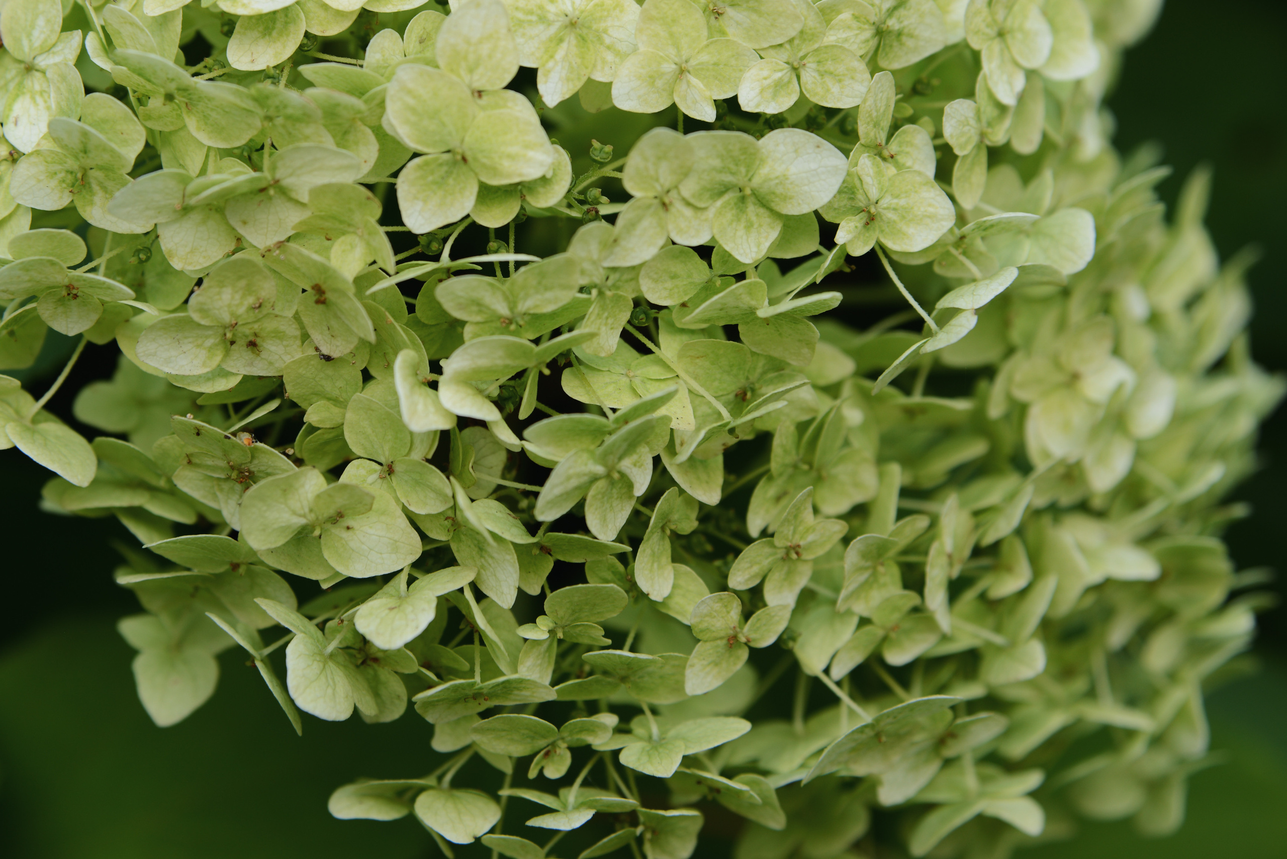 Гортензия метельчатая