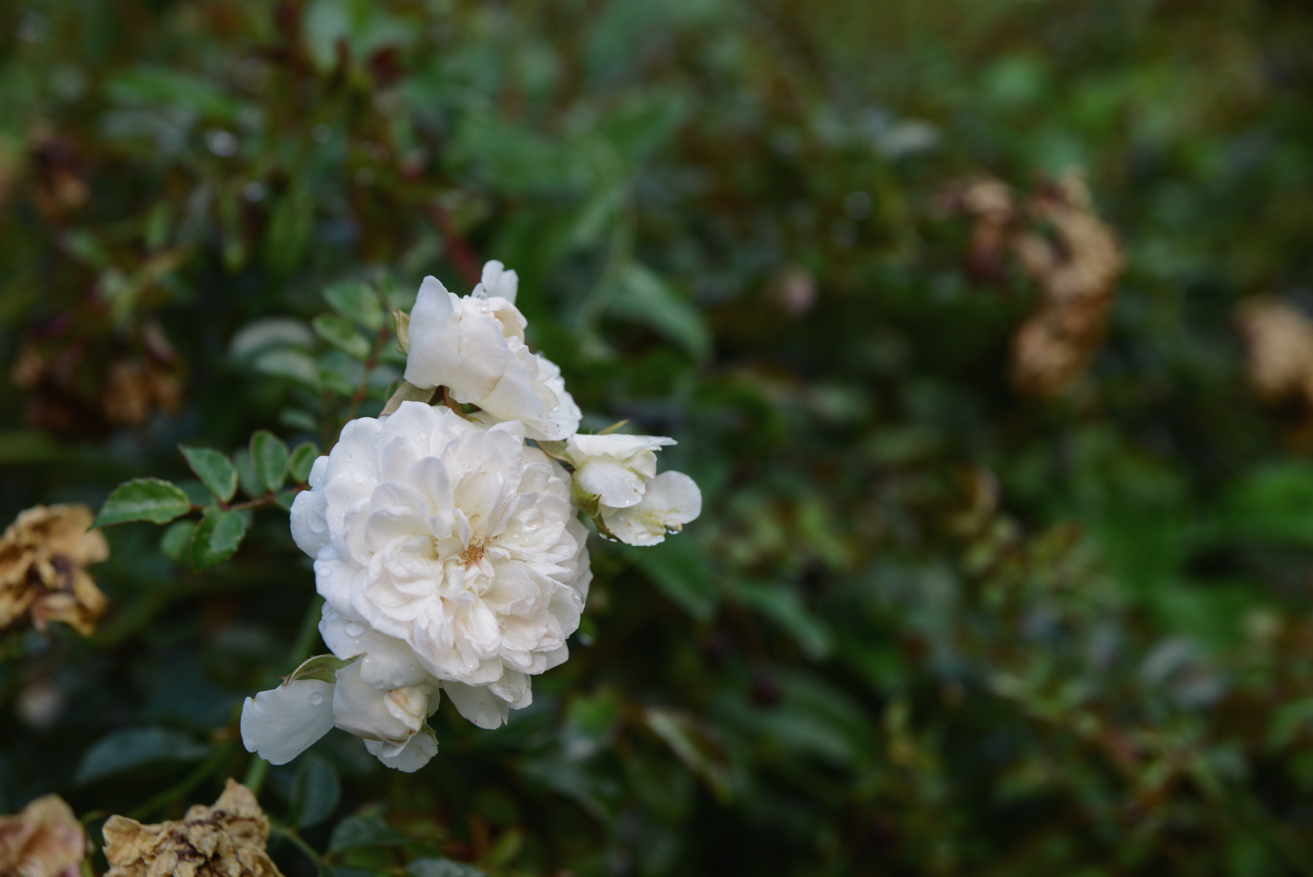 Белые розы на фоне темных зеленых листьев