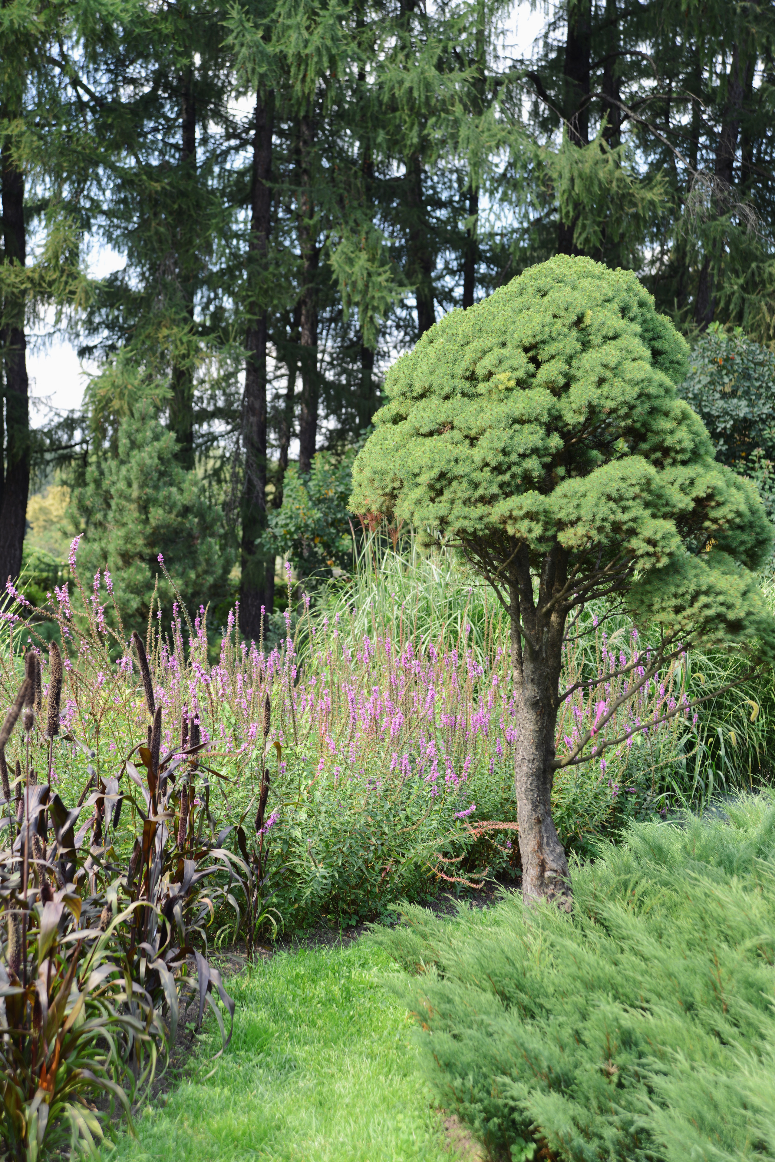 Сосна, хвойное растение