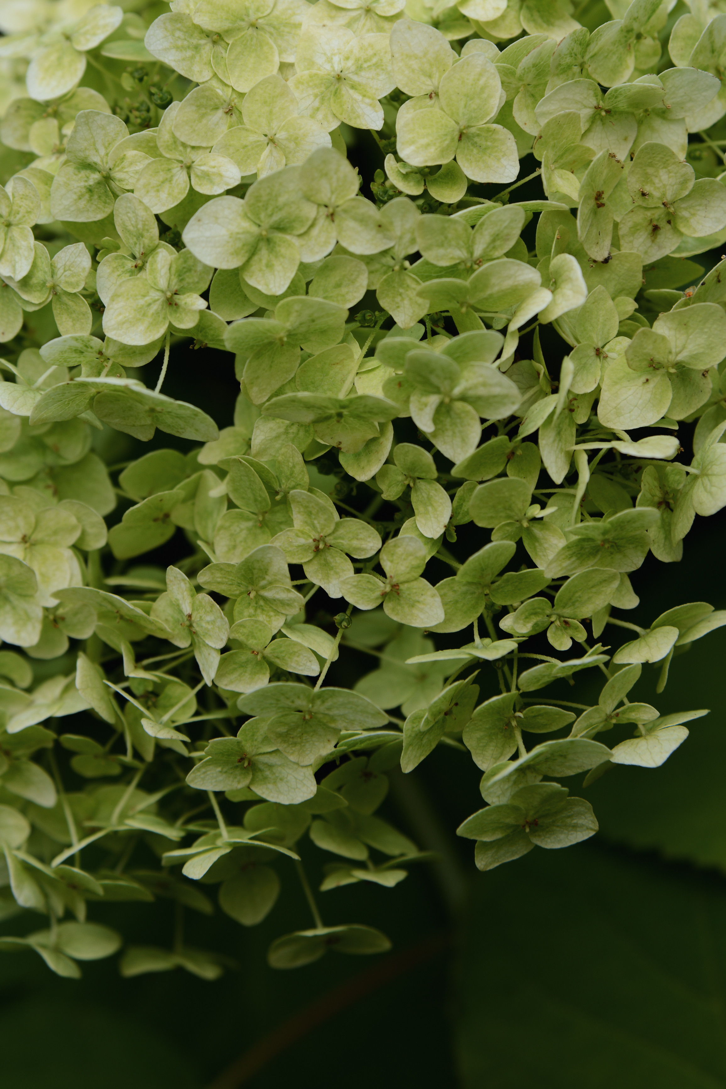 Гортензия метельчатая