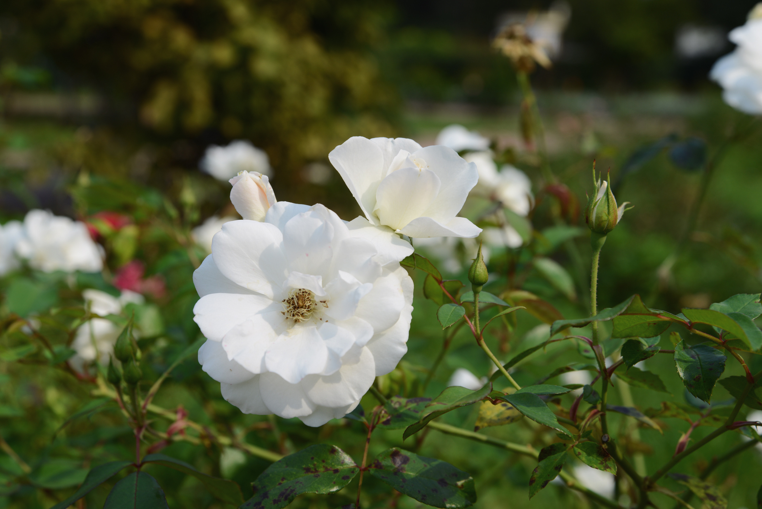 Белые розы, цветы в парке