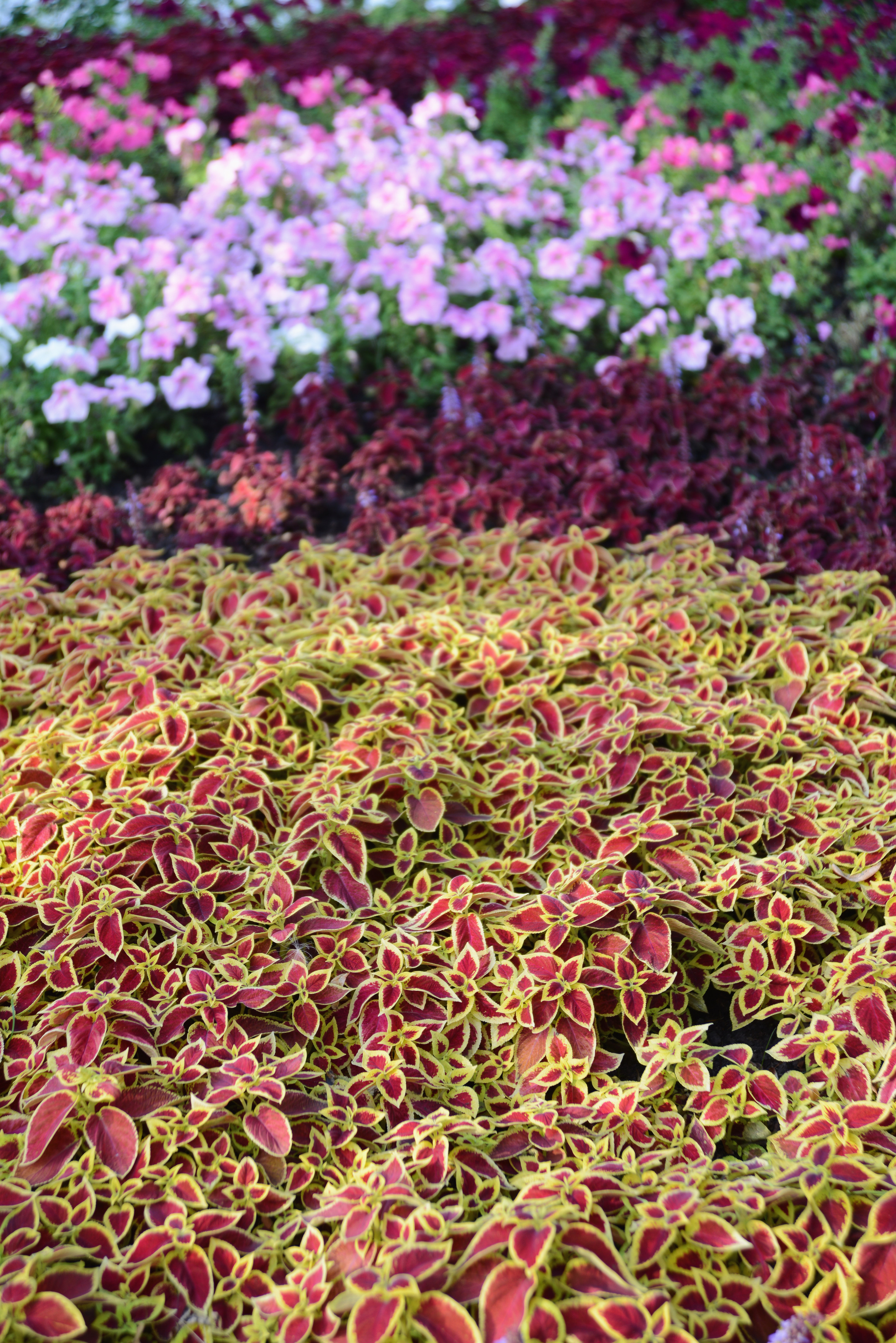 Колеус на клумбе в парке летом. Род растений семейства Яснотковые. Фотография, природный фон.