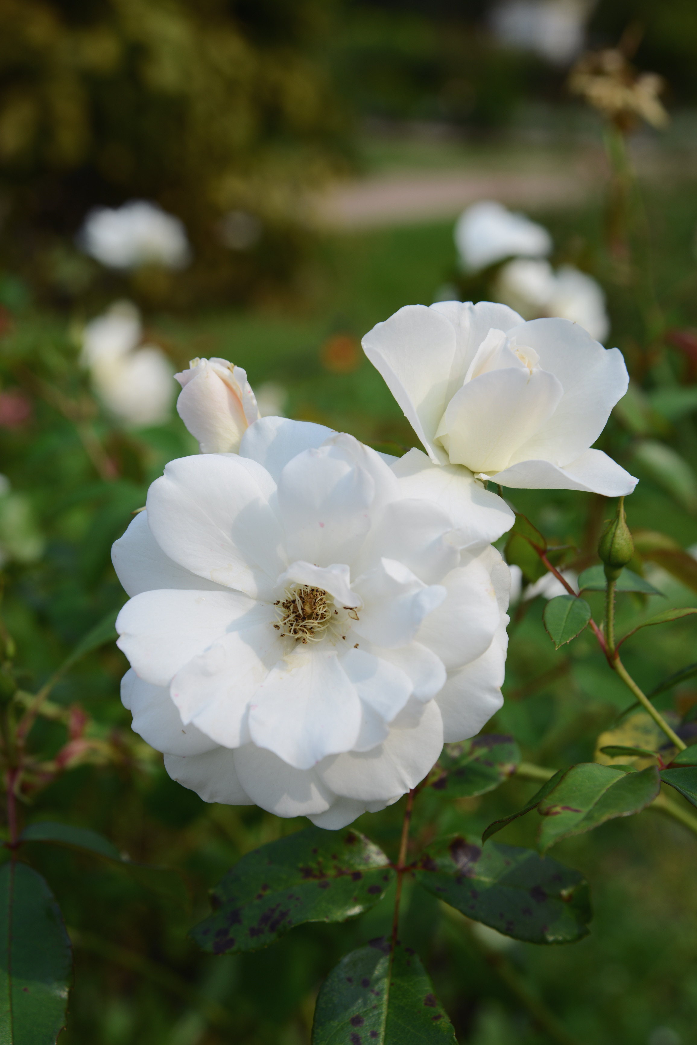 Цветы белые розы крупным планом