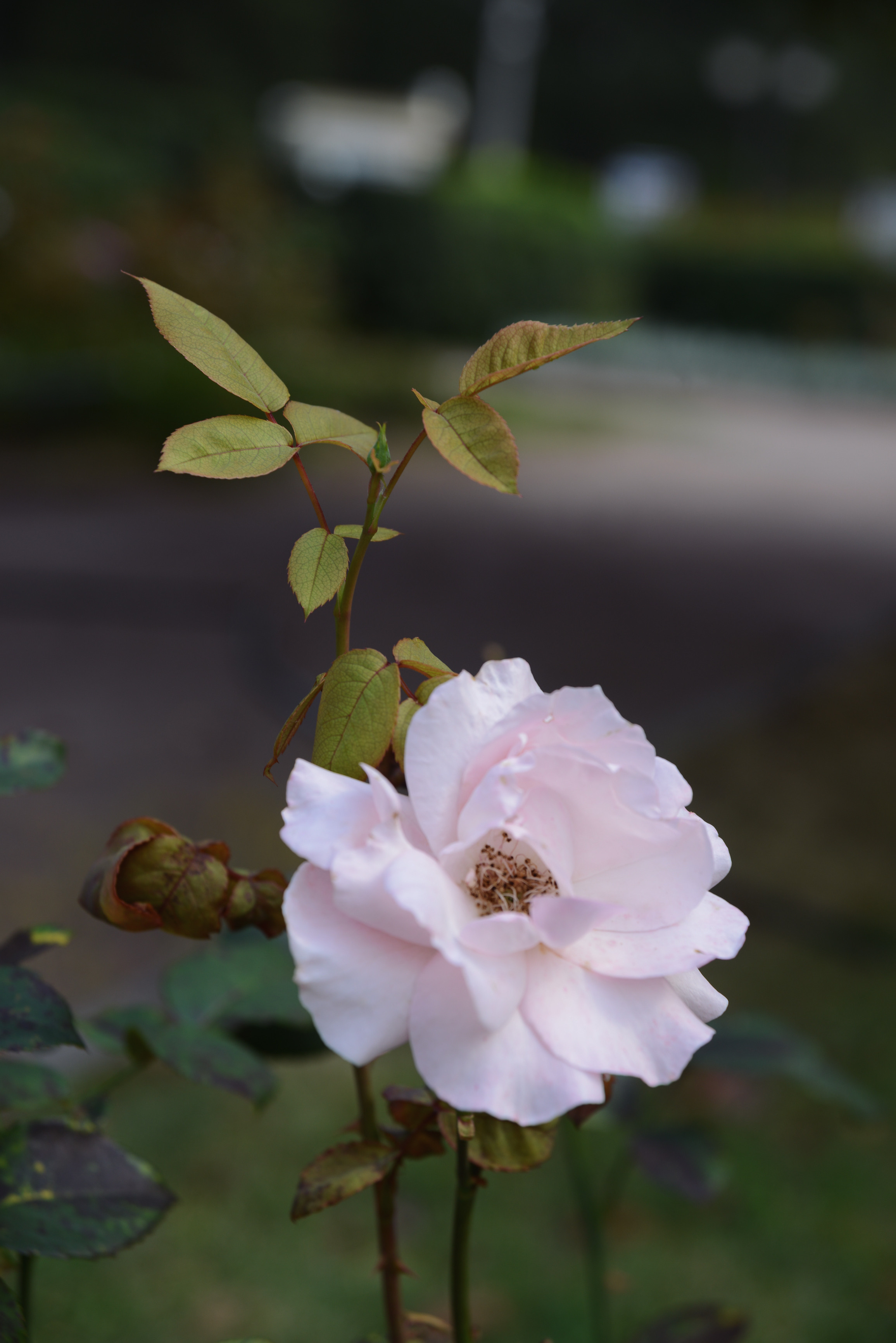 Цветок светло-розовой розы крупным планом