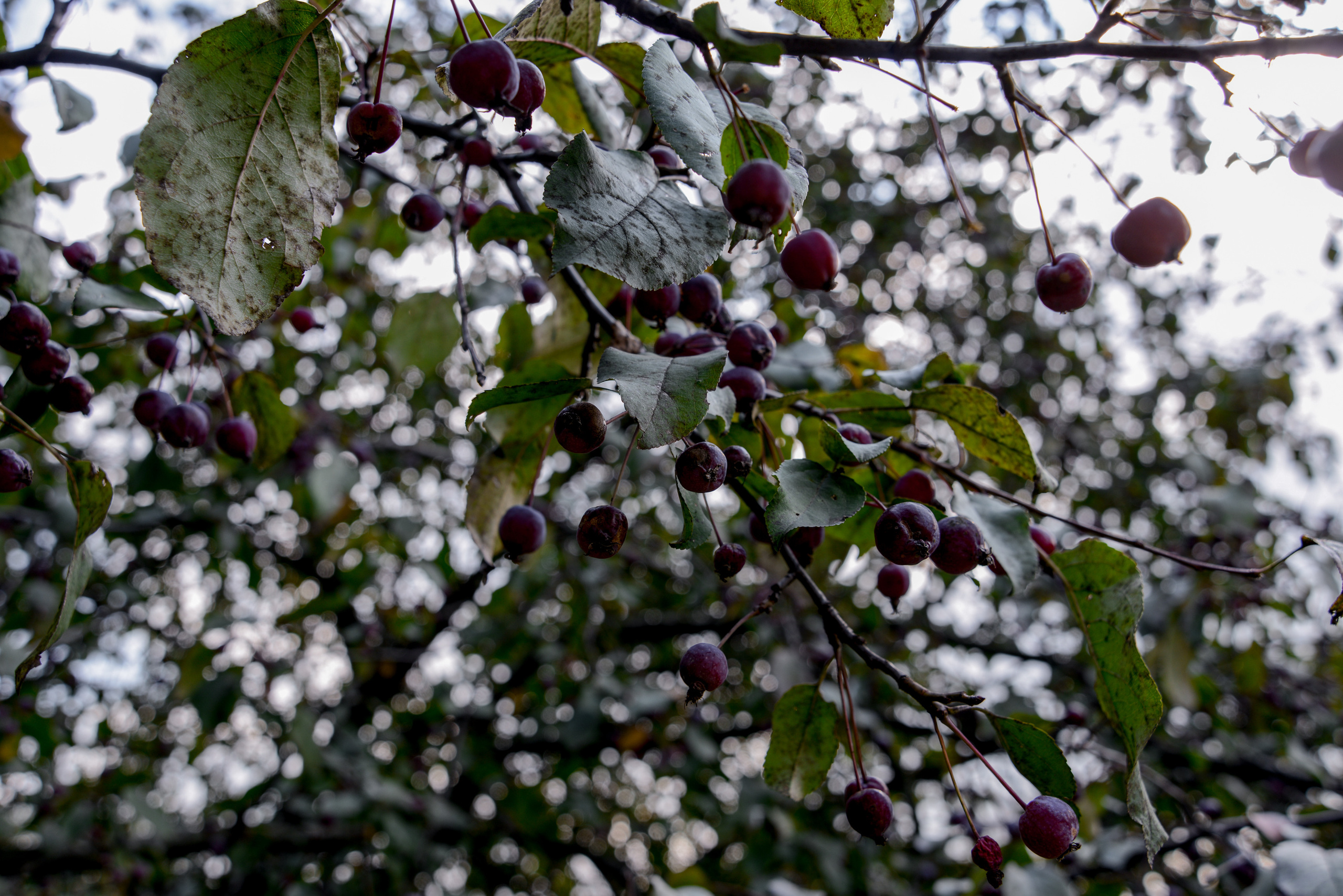 яблоня декоративная ягодная