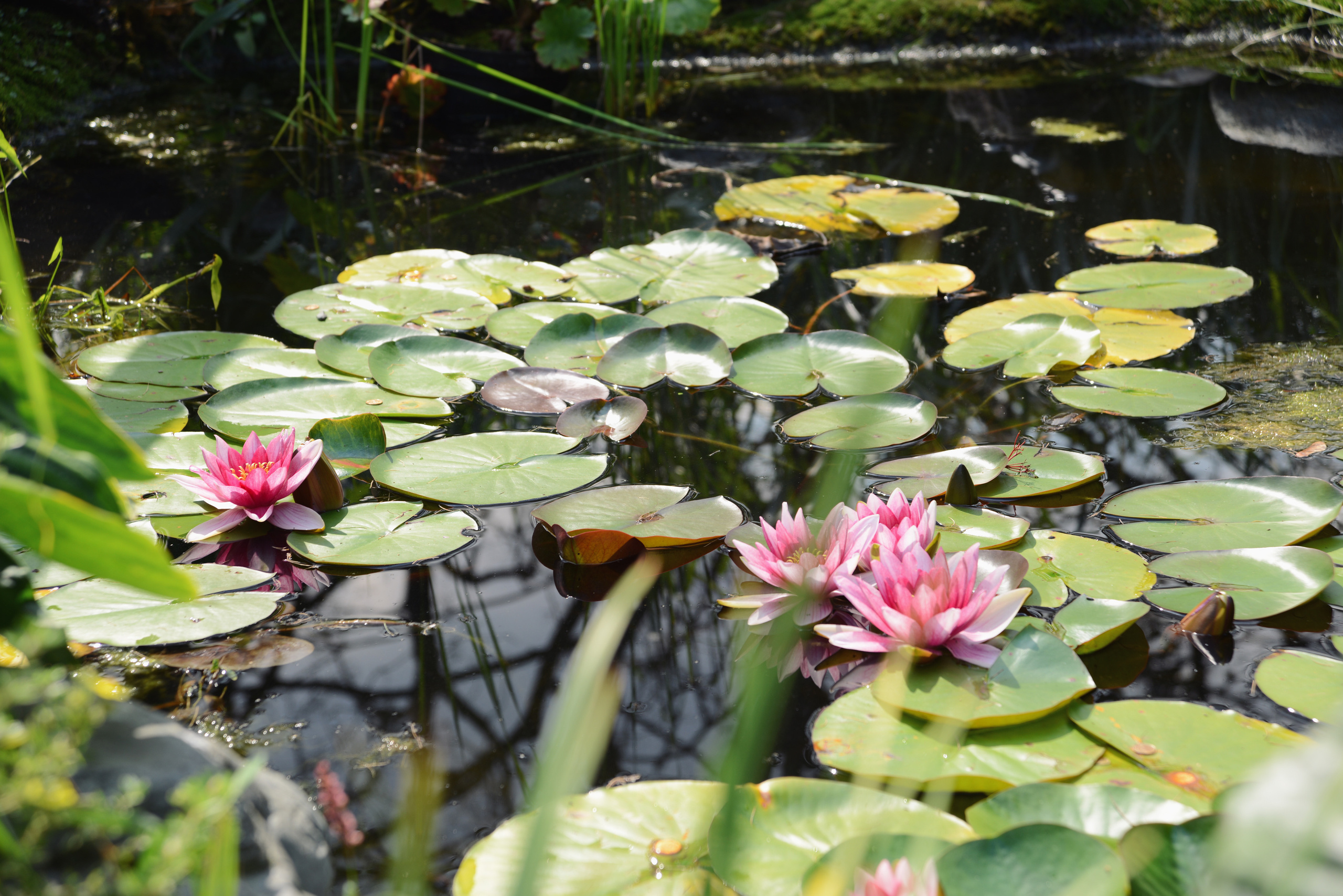 Розовые цветы водяные лилии в пруду, листья кувшинки