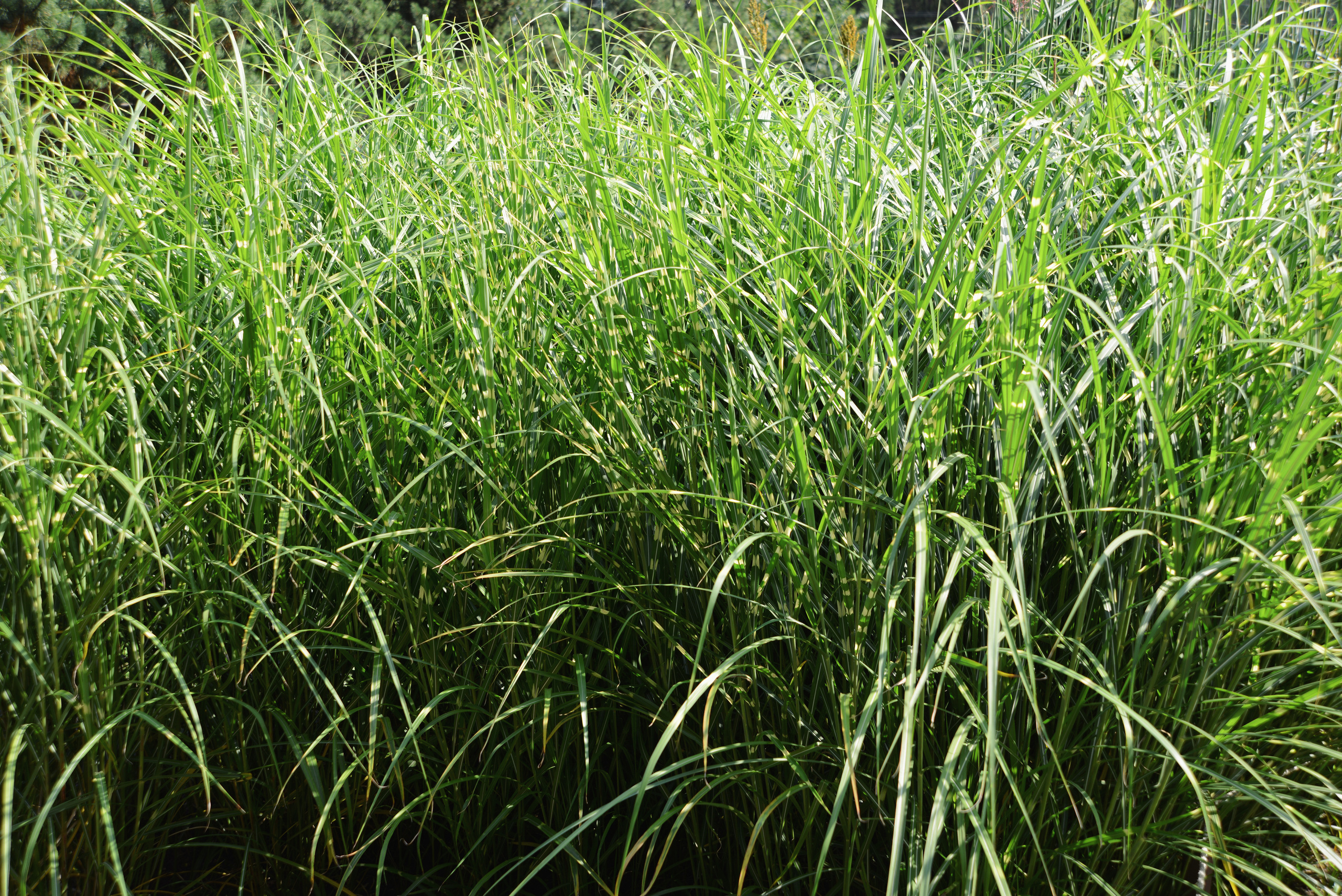 Мискантус, высокая зеленая трава летом, природный фон