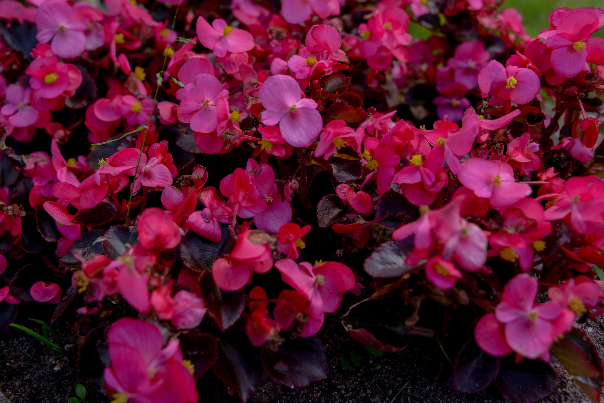 Бегония, природный цветочный фон