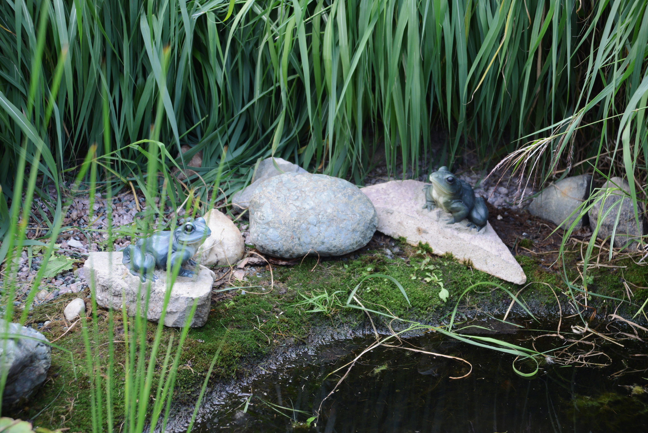 Садовый пруд, декоративный водоем, декоративные лягушки на камнях в садовом пруду летом в парке.