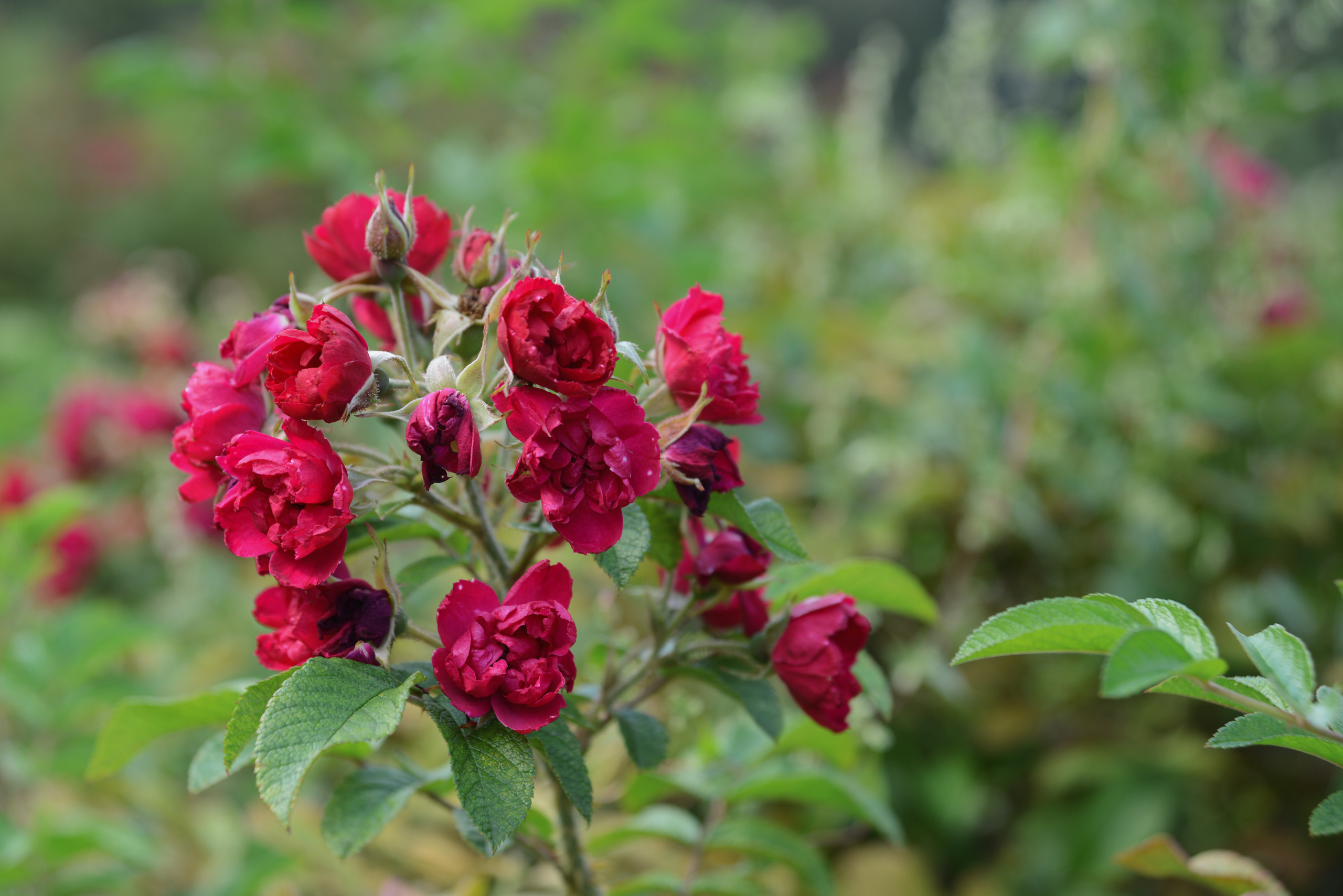 Парковые розы в саду на зеленом природном фоне