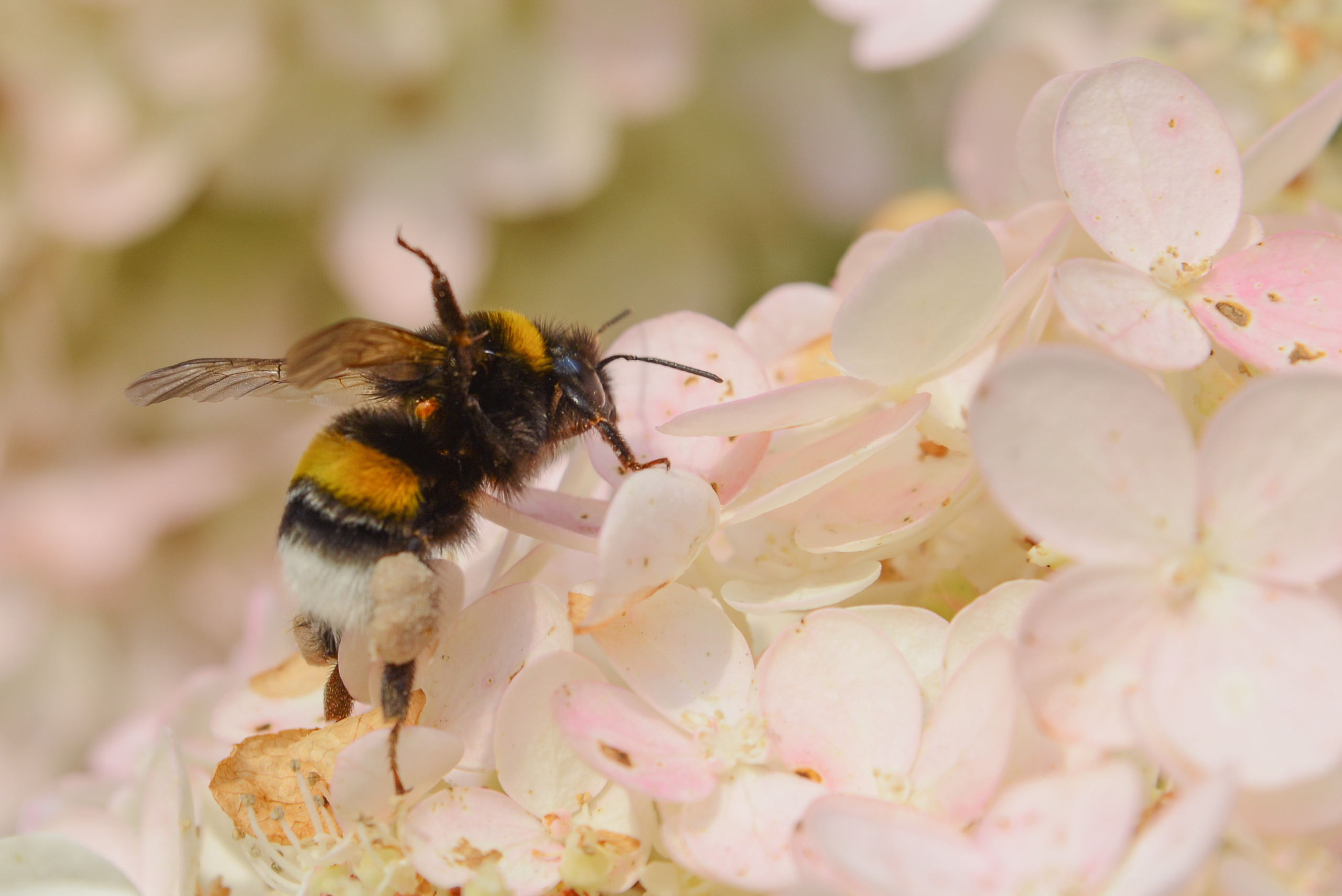 Шмель на цветах гортензии