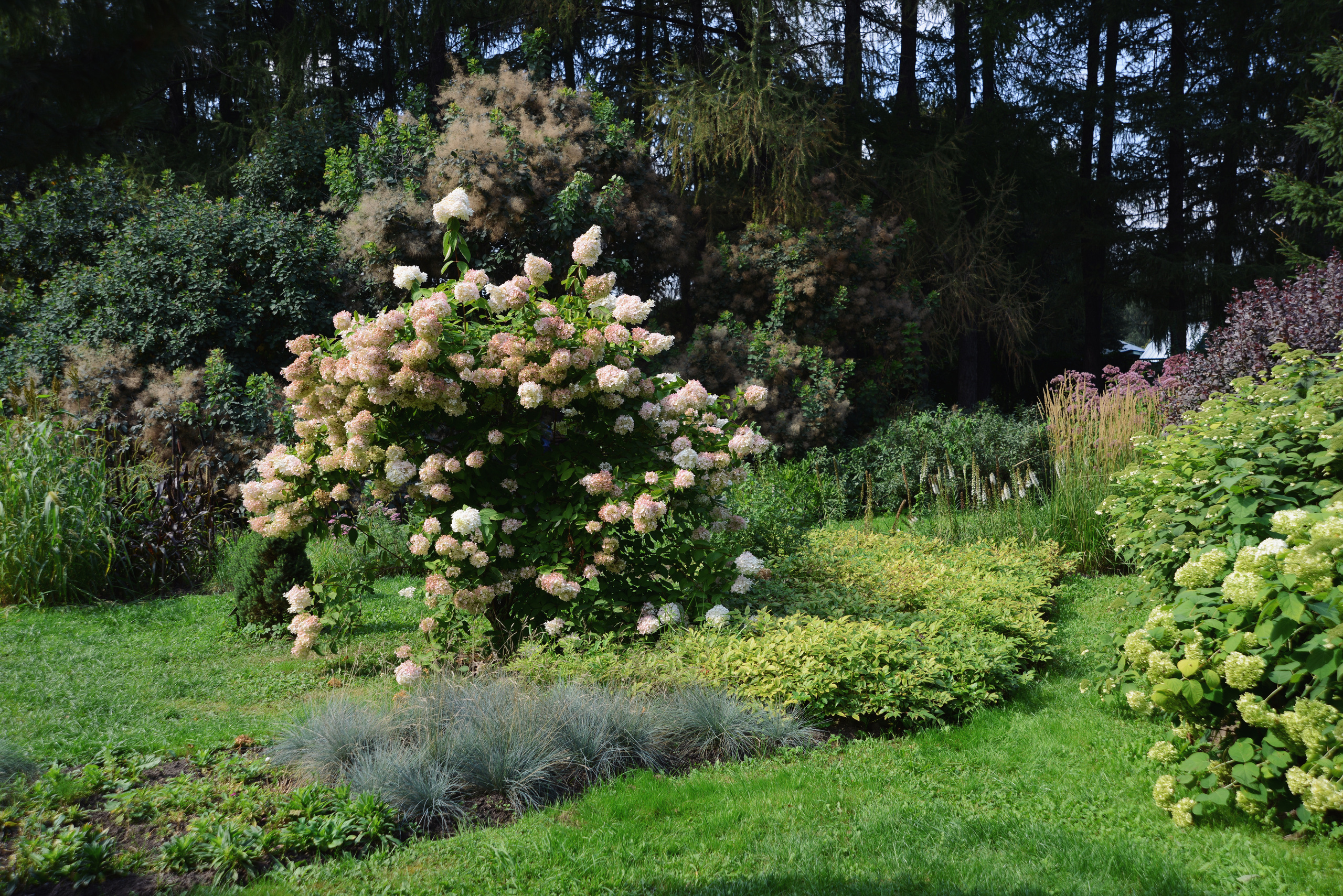 Гортензия метельчатая в ландшафте