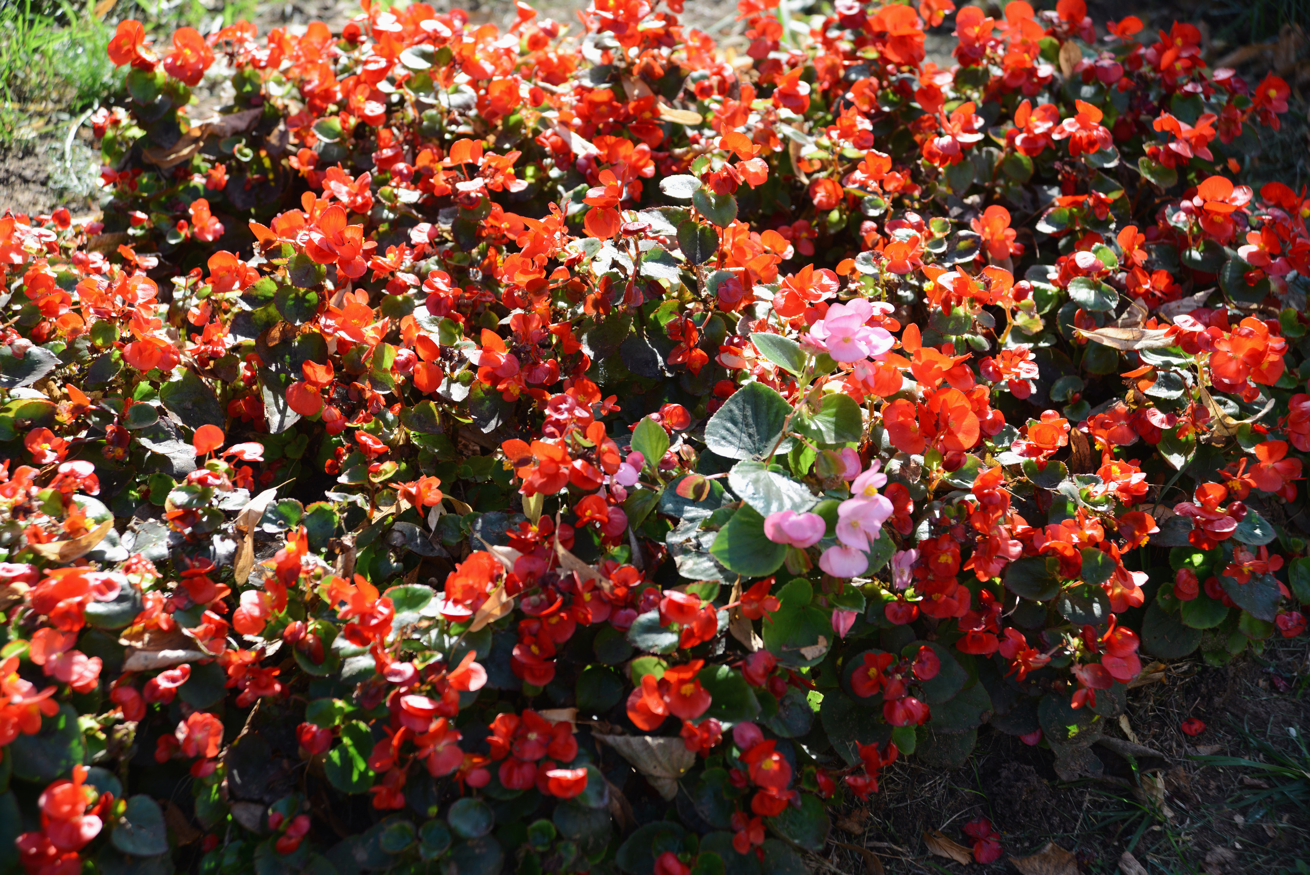 Красная бегония цветет на клумбе в парке летом. Фотография, природный фон.