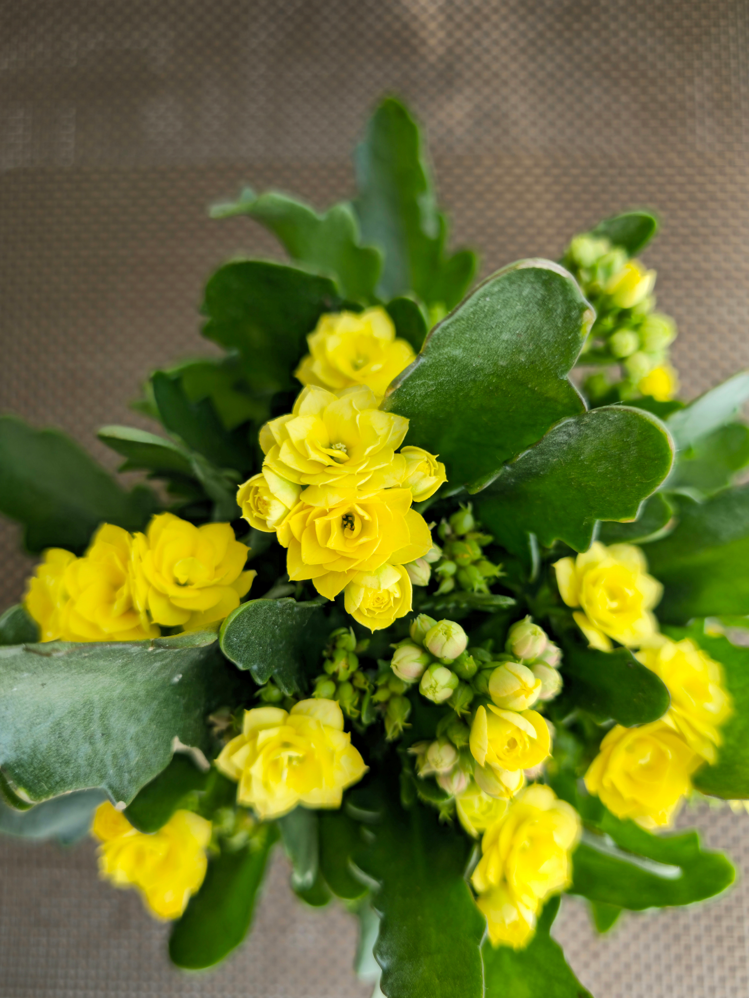 Каланхоэ каландива желтый