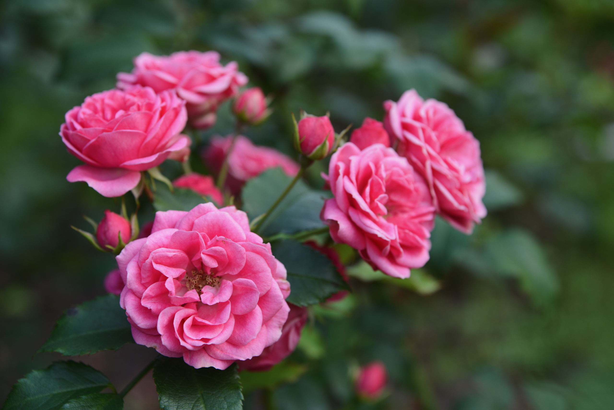 Красивые розовые розы цветут в саду летом в парке на фоне зеленой листвы