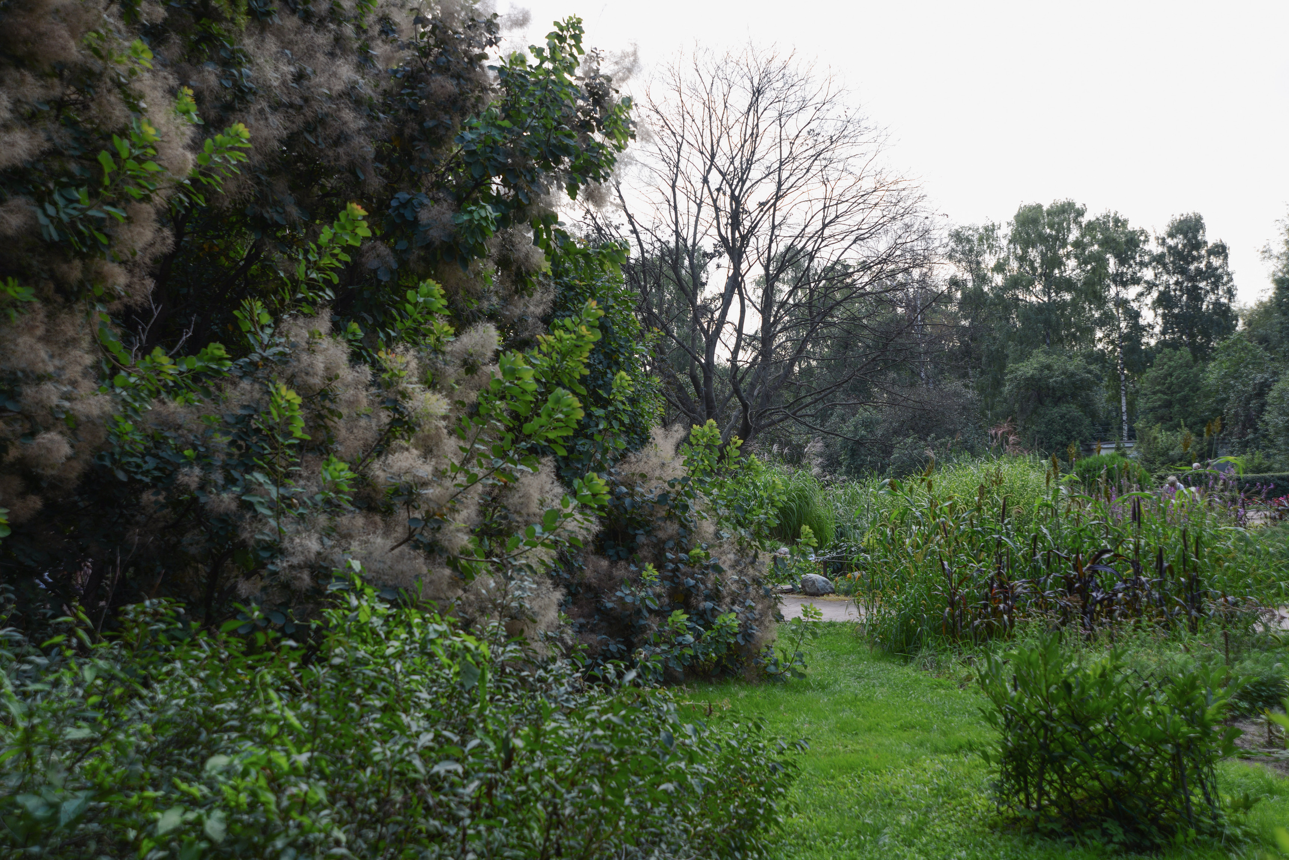 Сад в парке