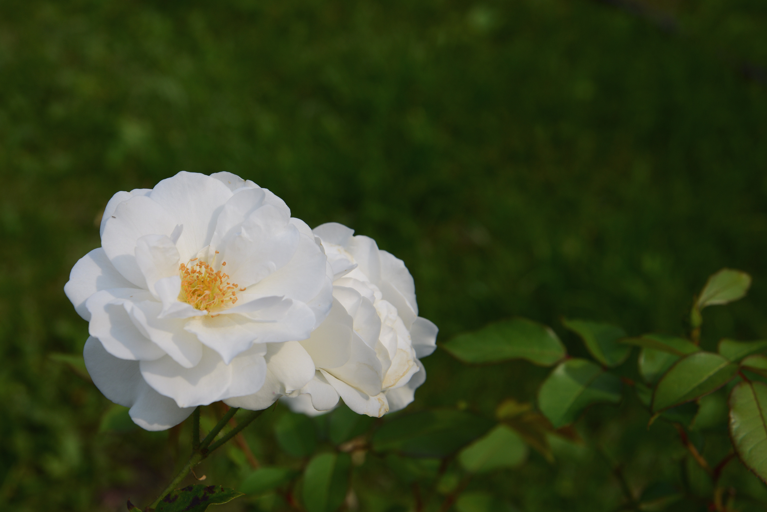 Две белых розы крупным планом на фоне зеленых листьев в саду в парке летом