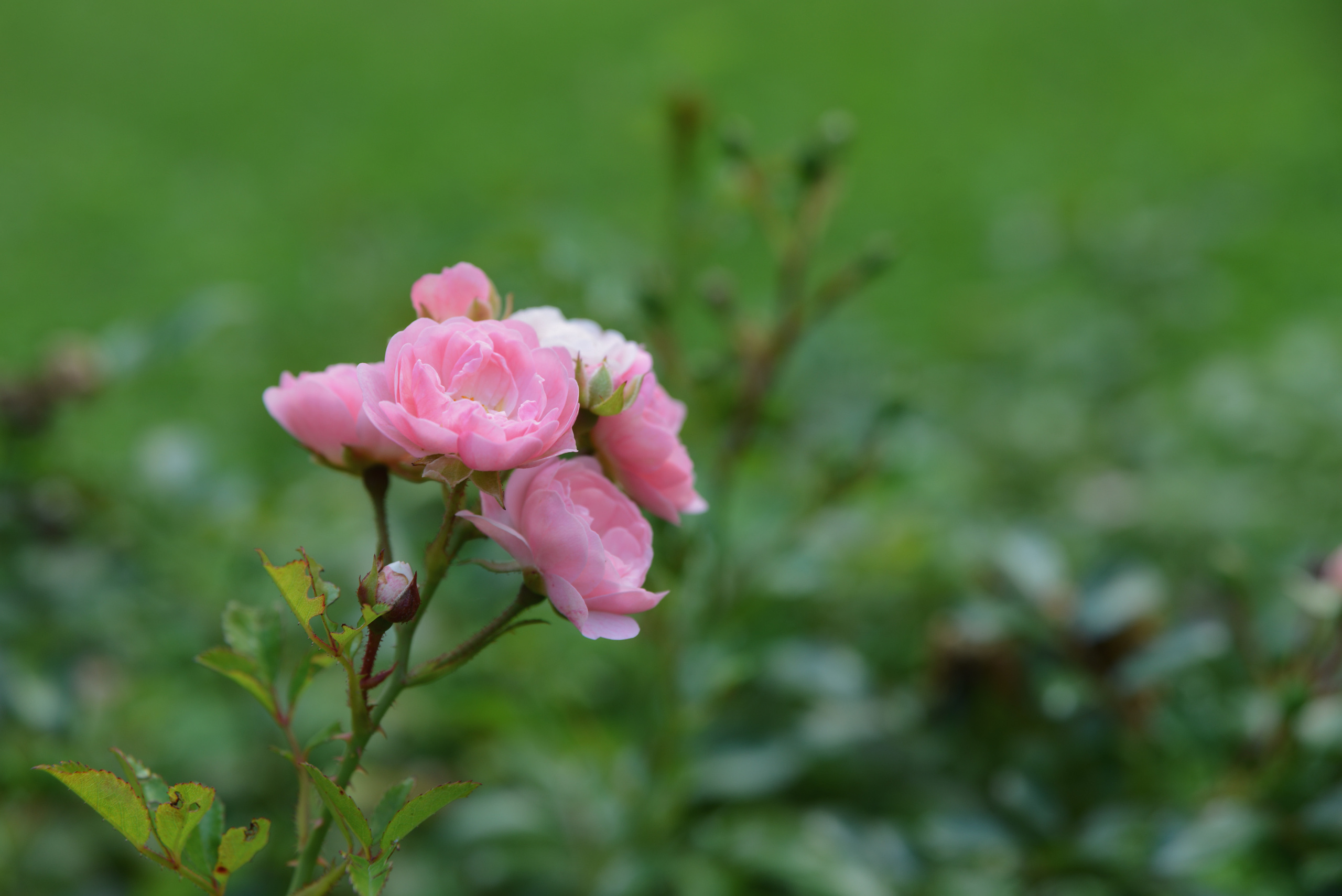 Розовые садовые розы на зеленом фоне