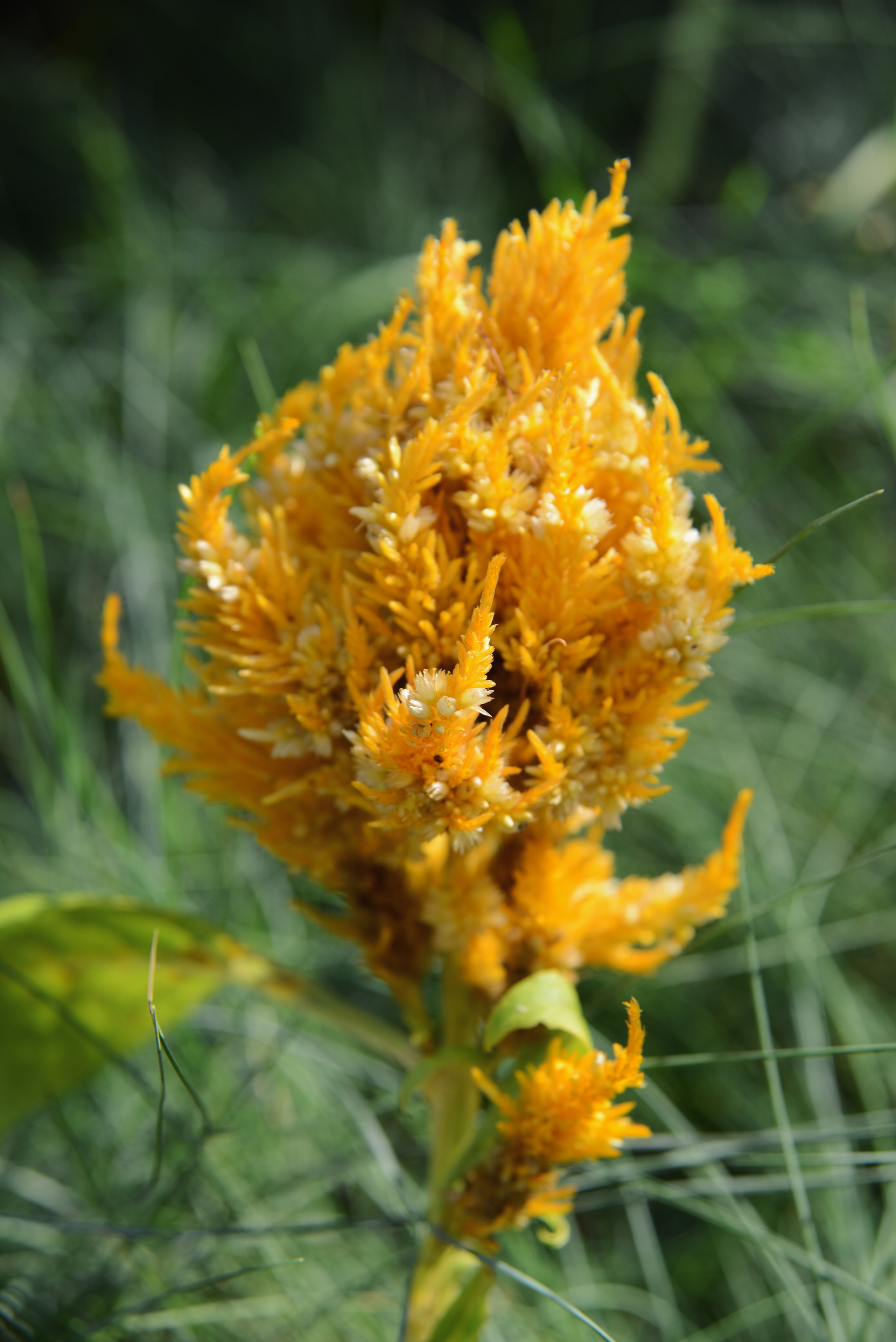 Целозия желтая на фоне зеленой травы