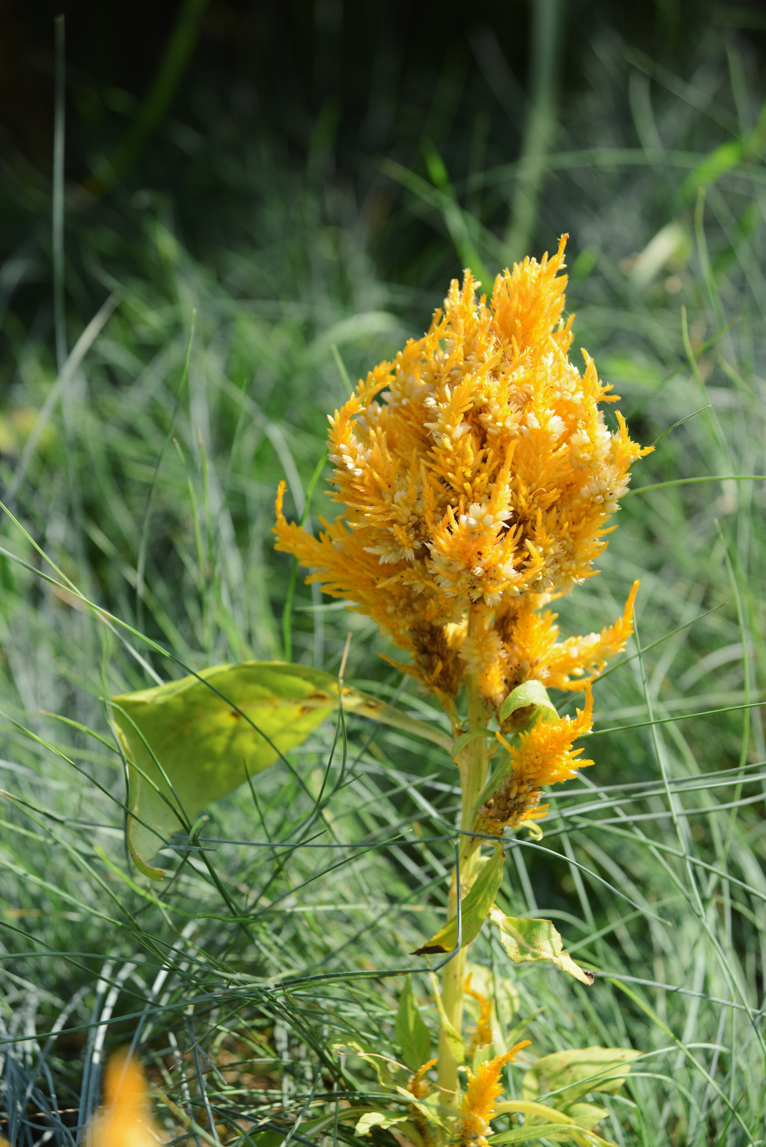 Целозия желтая