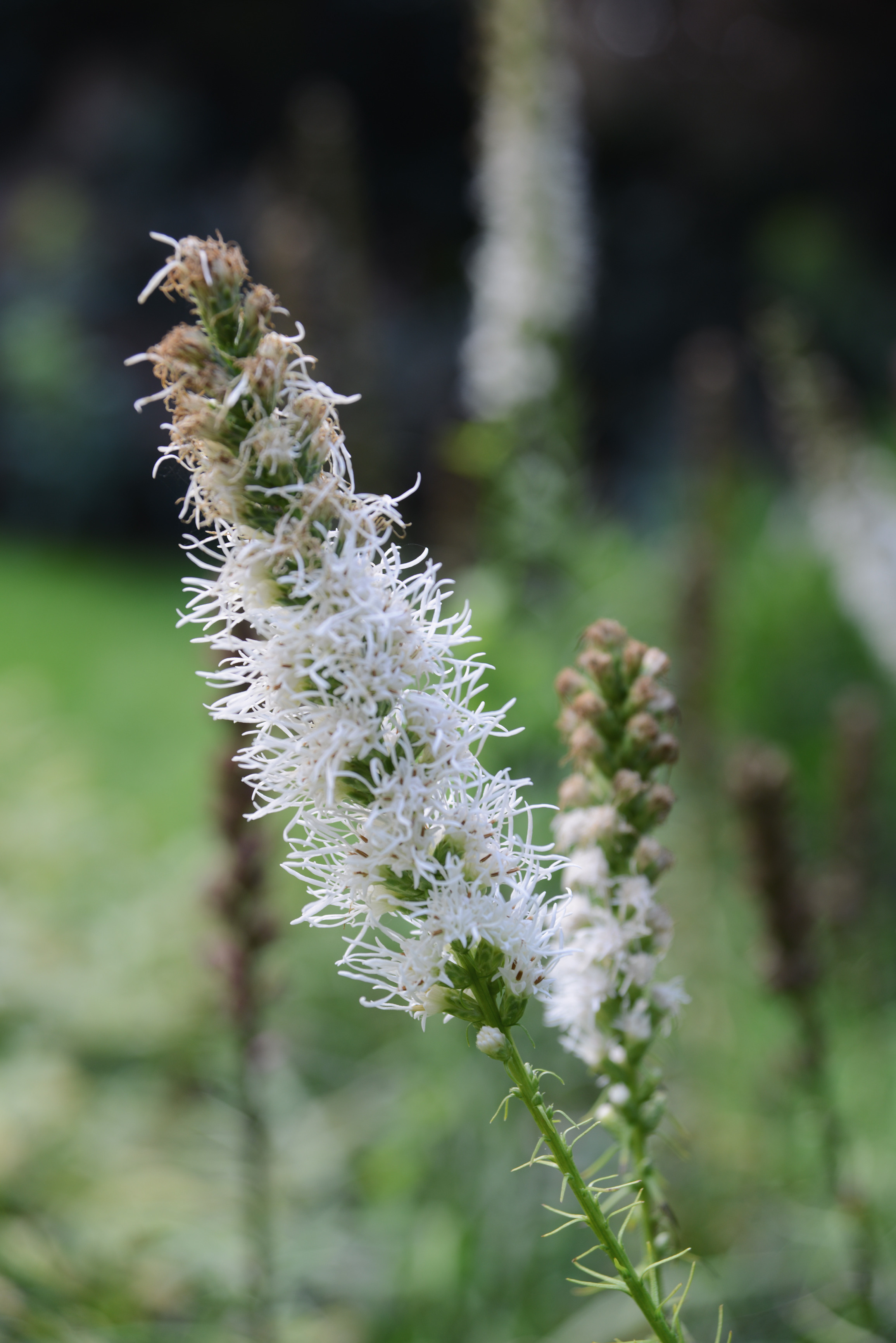 Физостегия