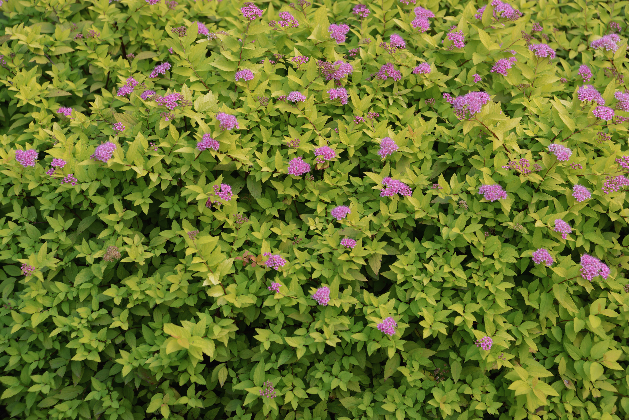 Спирея японская