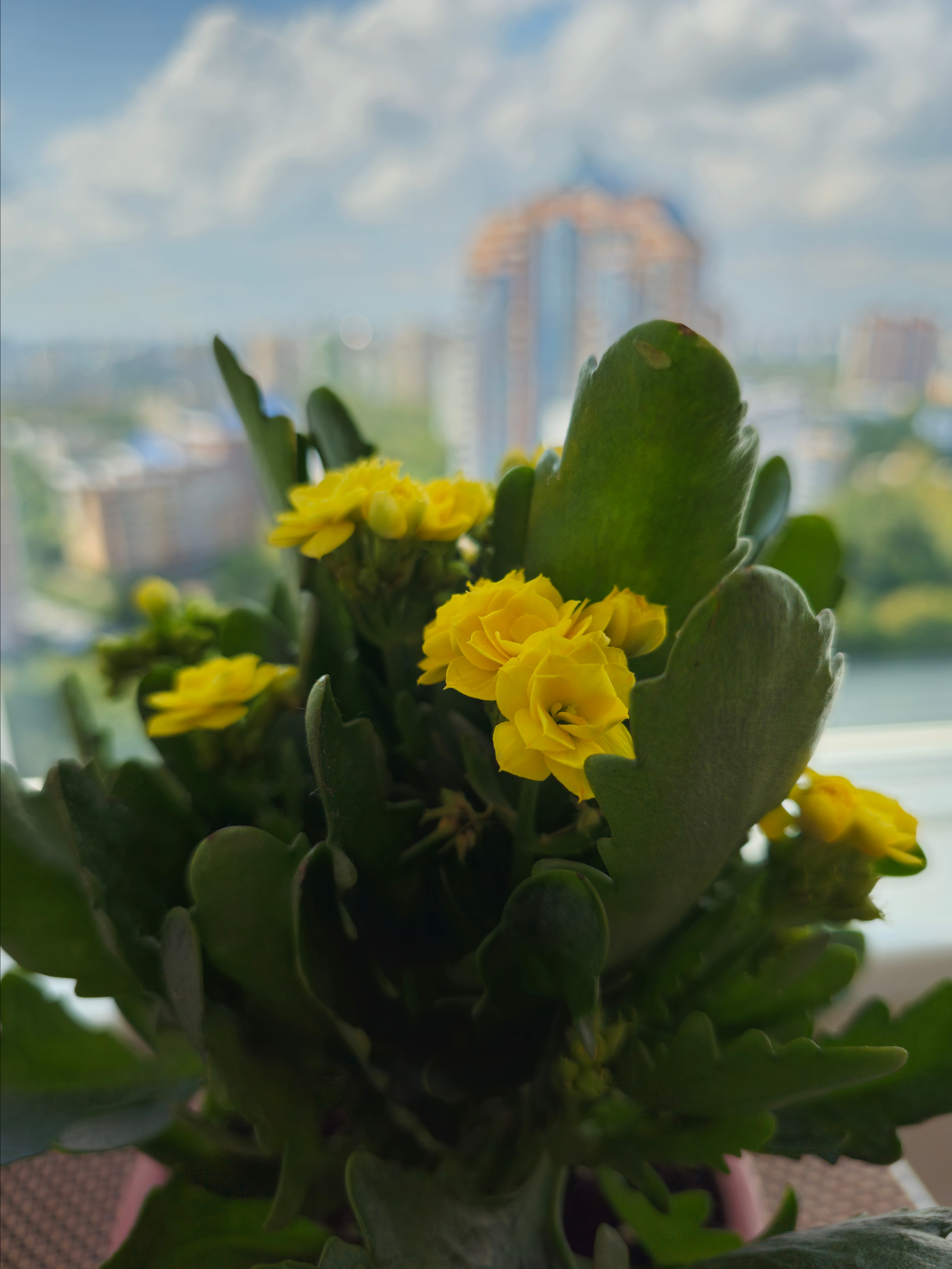 Комнатные цветы Каланхоэ каландива желтый