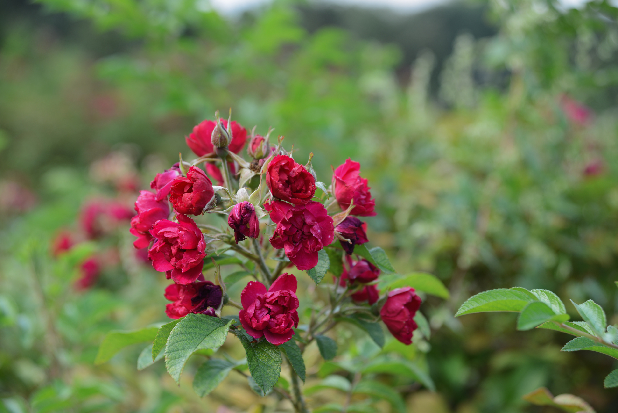 Парковые розы на зеленом природном фоне