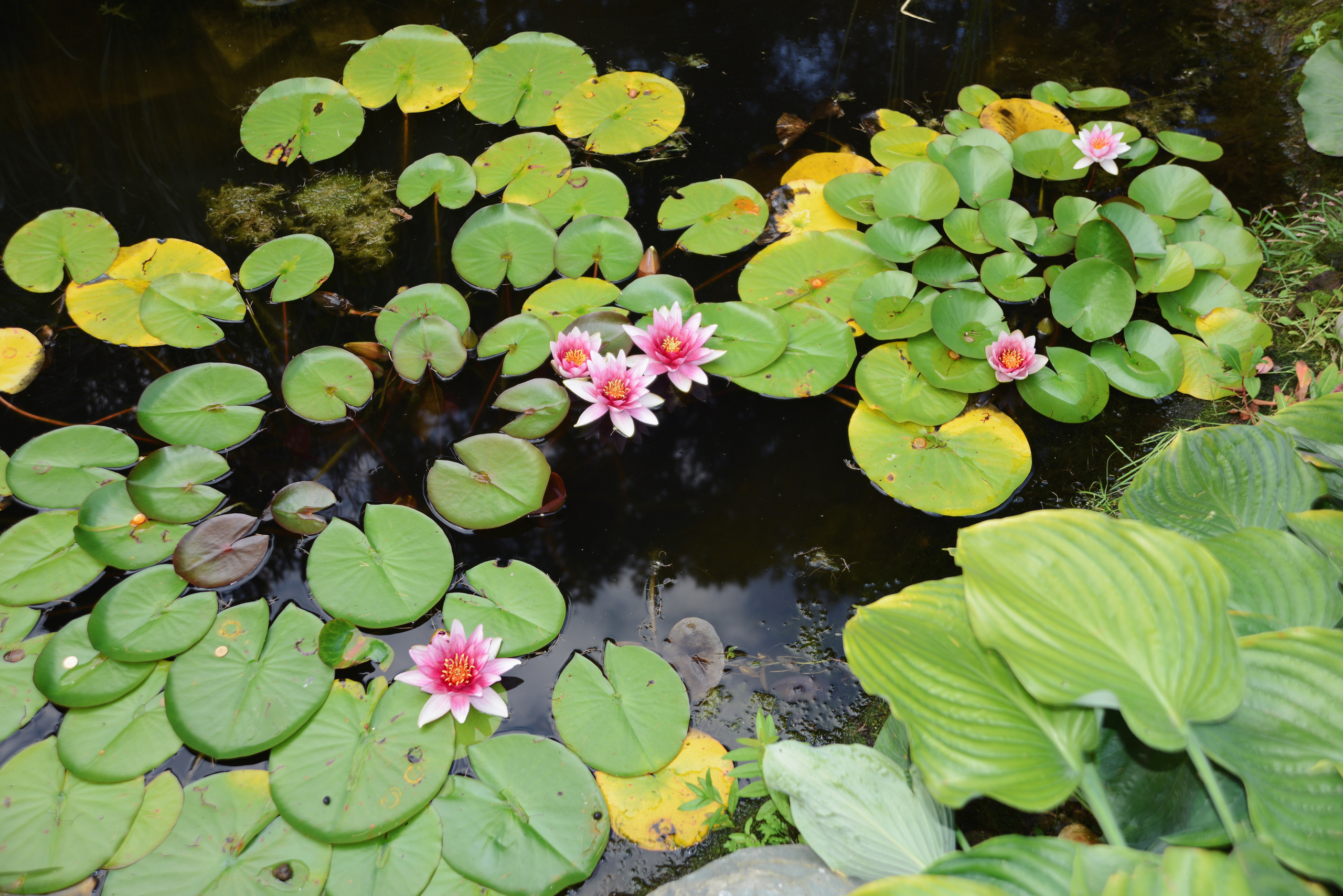 Розовые цветы кувшинки, водяные лилии, растения для пруда, водные растения. Розовые лилии цветут в пруду летом, вид сверху. Природный растительный фон.