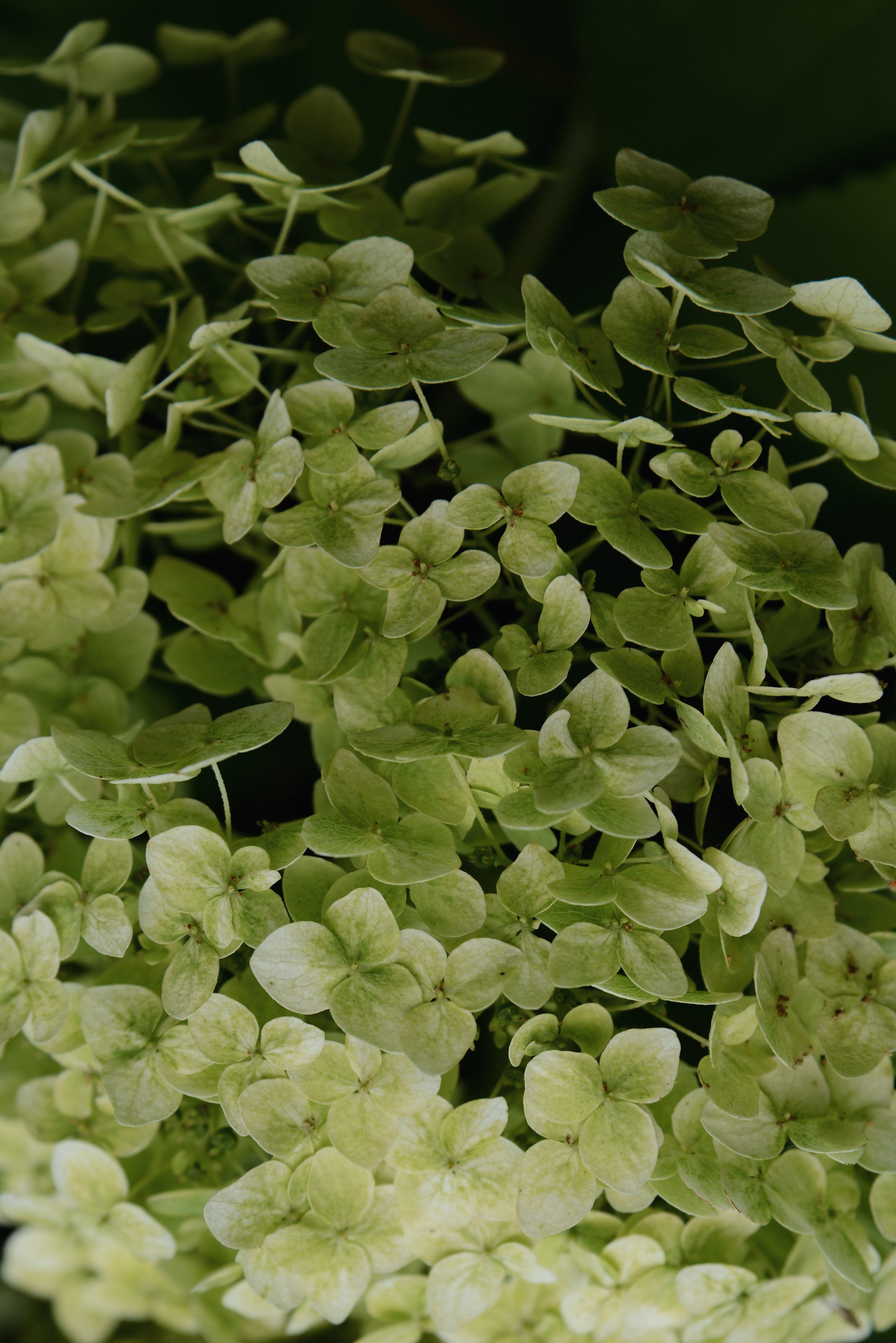 Гортензия метельчатая