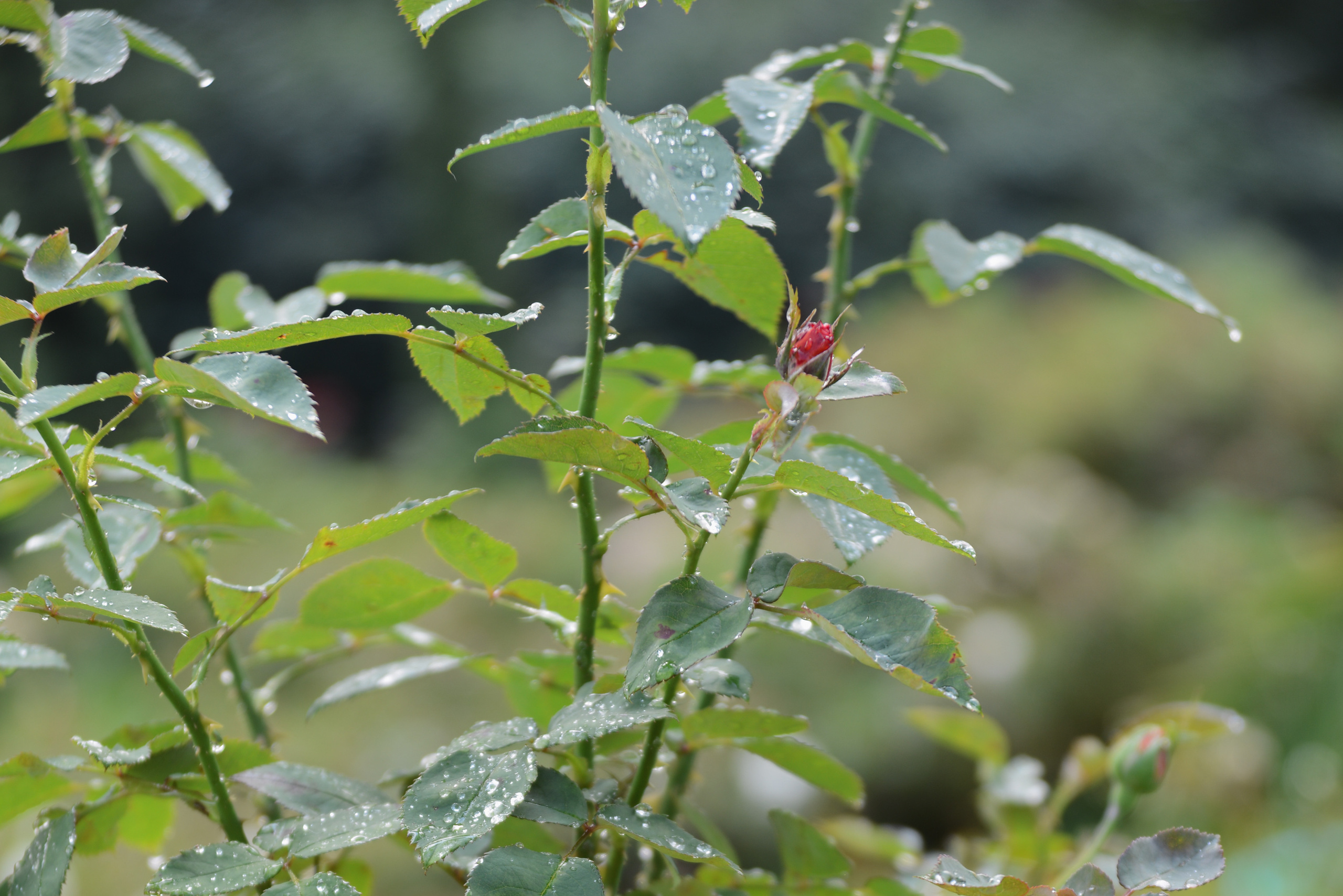 Капли дождя на листьях роз