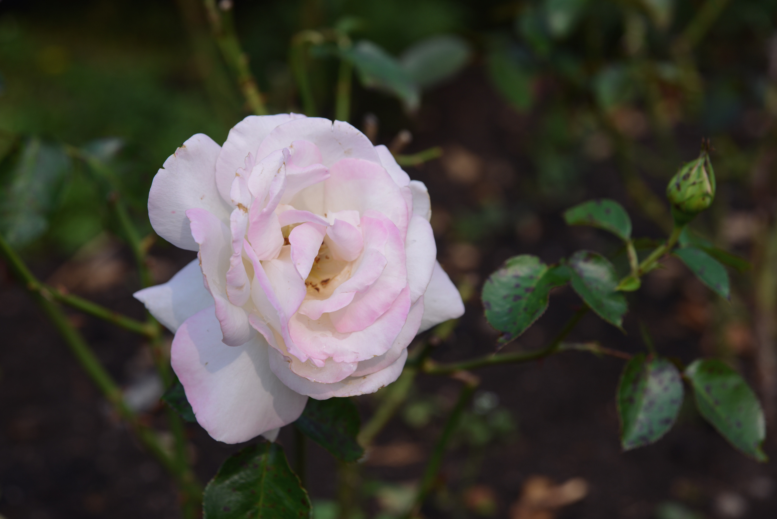 Светлая роза крупным планом 